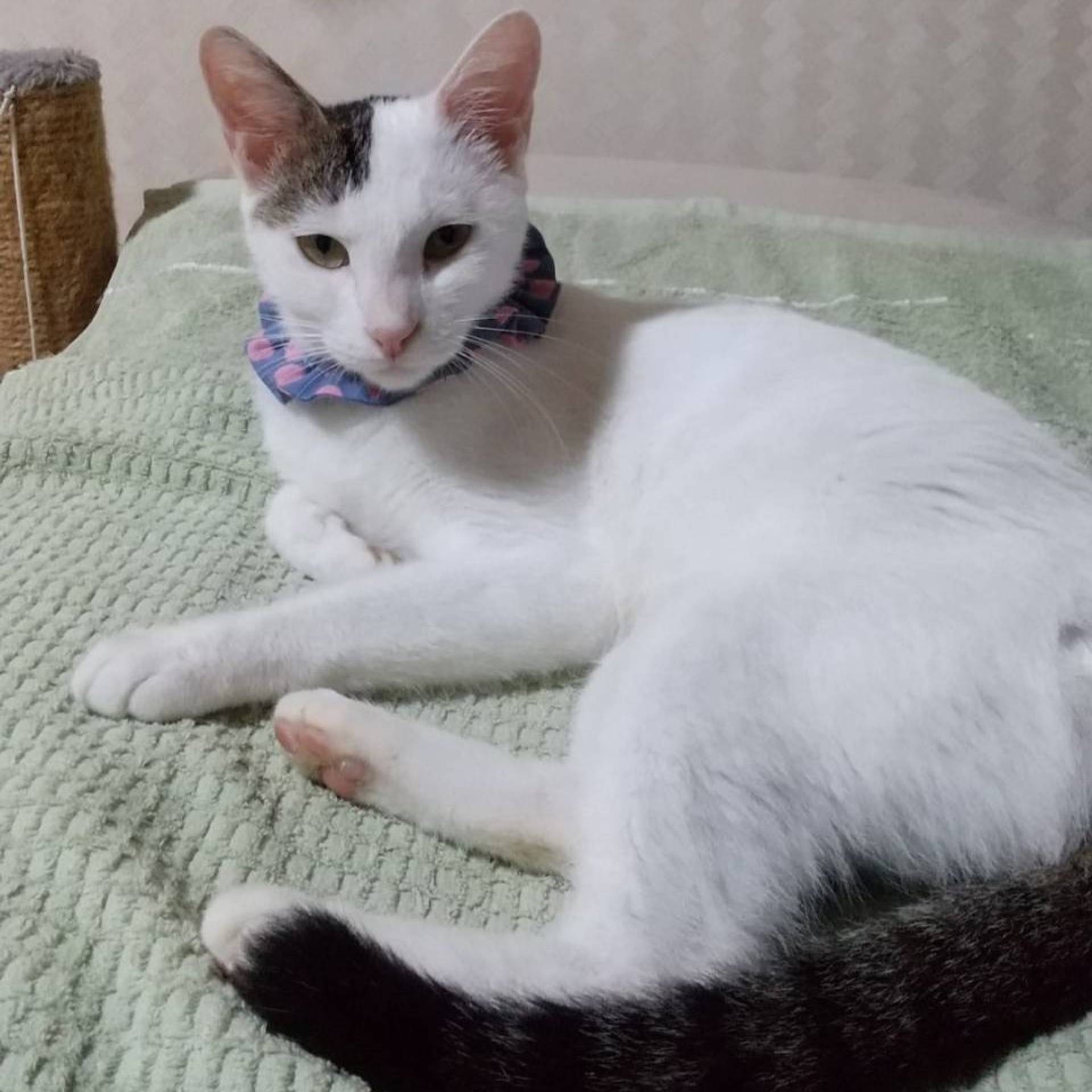 雑種（ミックス猫）・メスの里親募集の写真