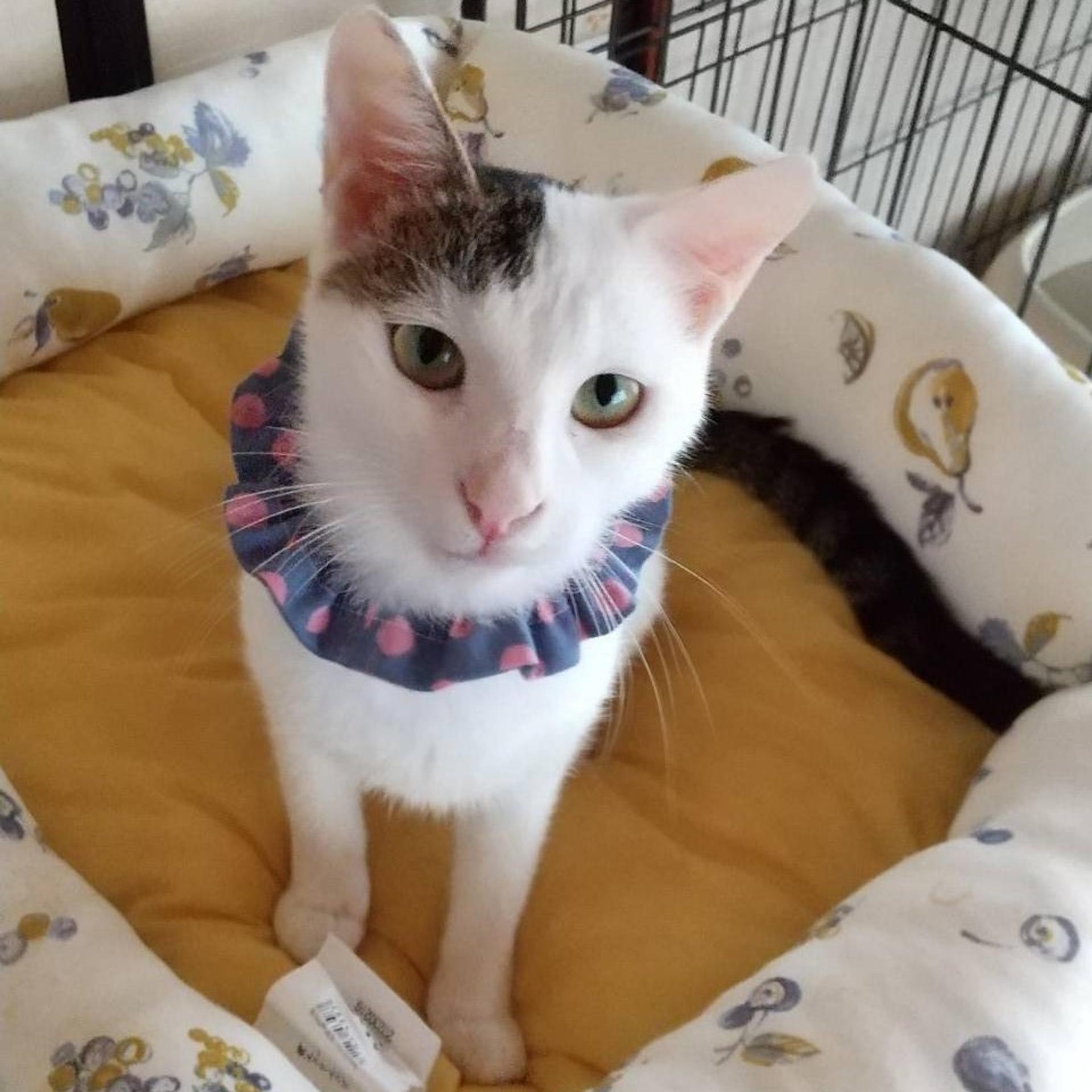 pet-image-3