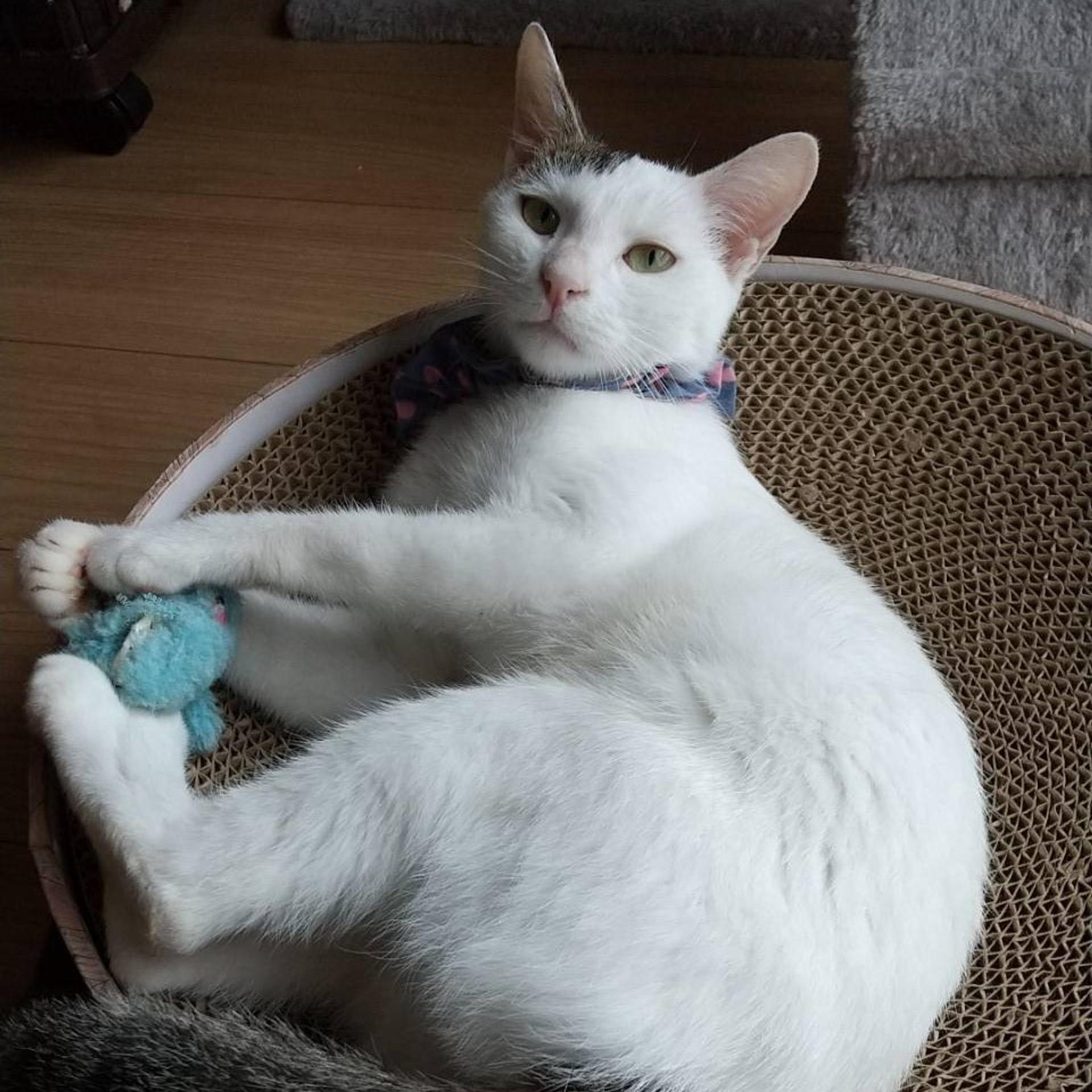pet-image-6