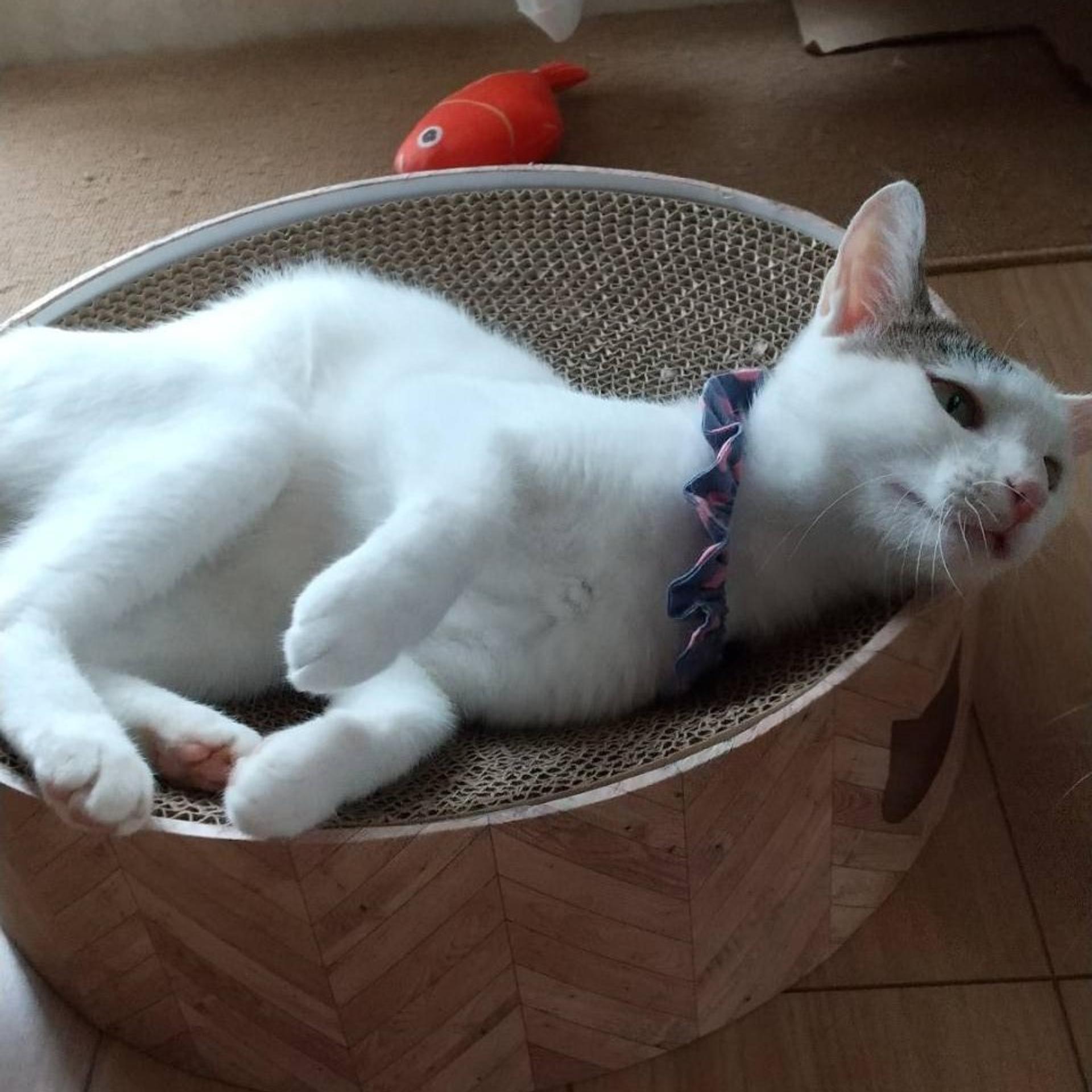 pet-image-8