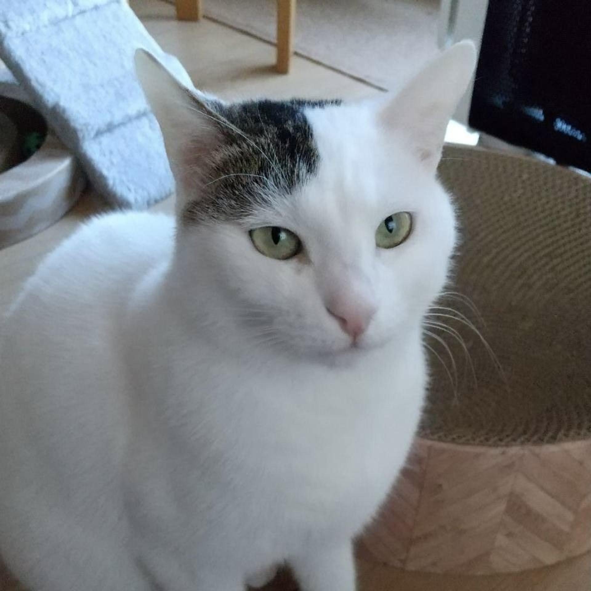 pet-image-2