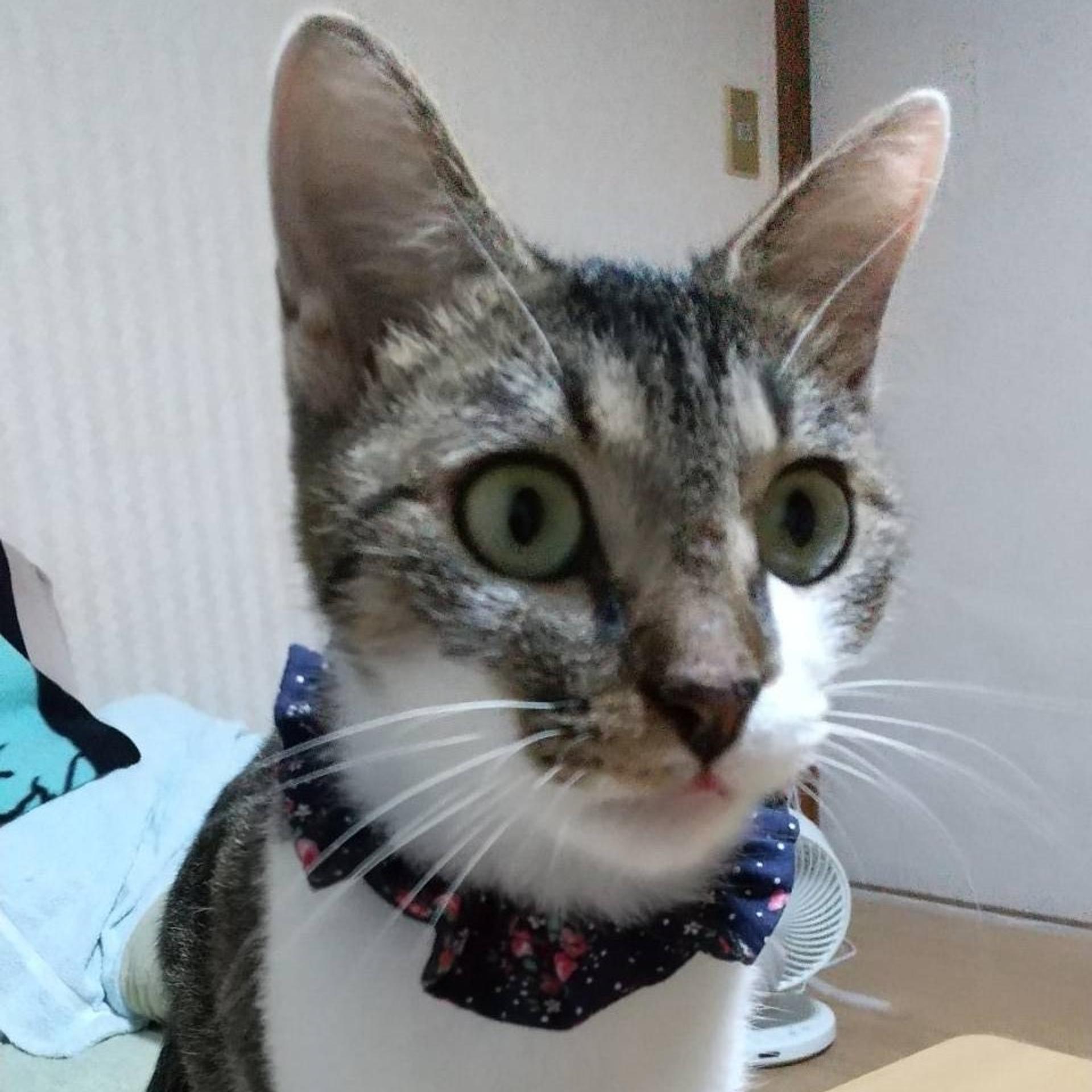 pet-image-6