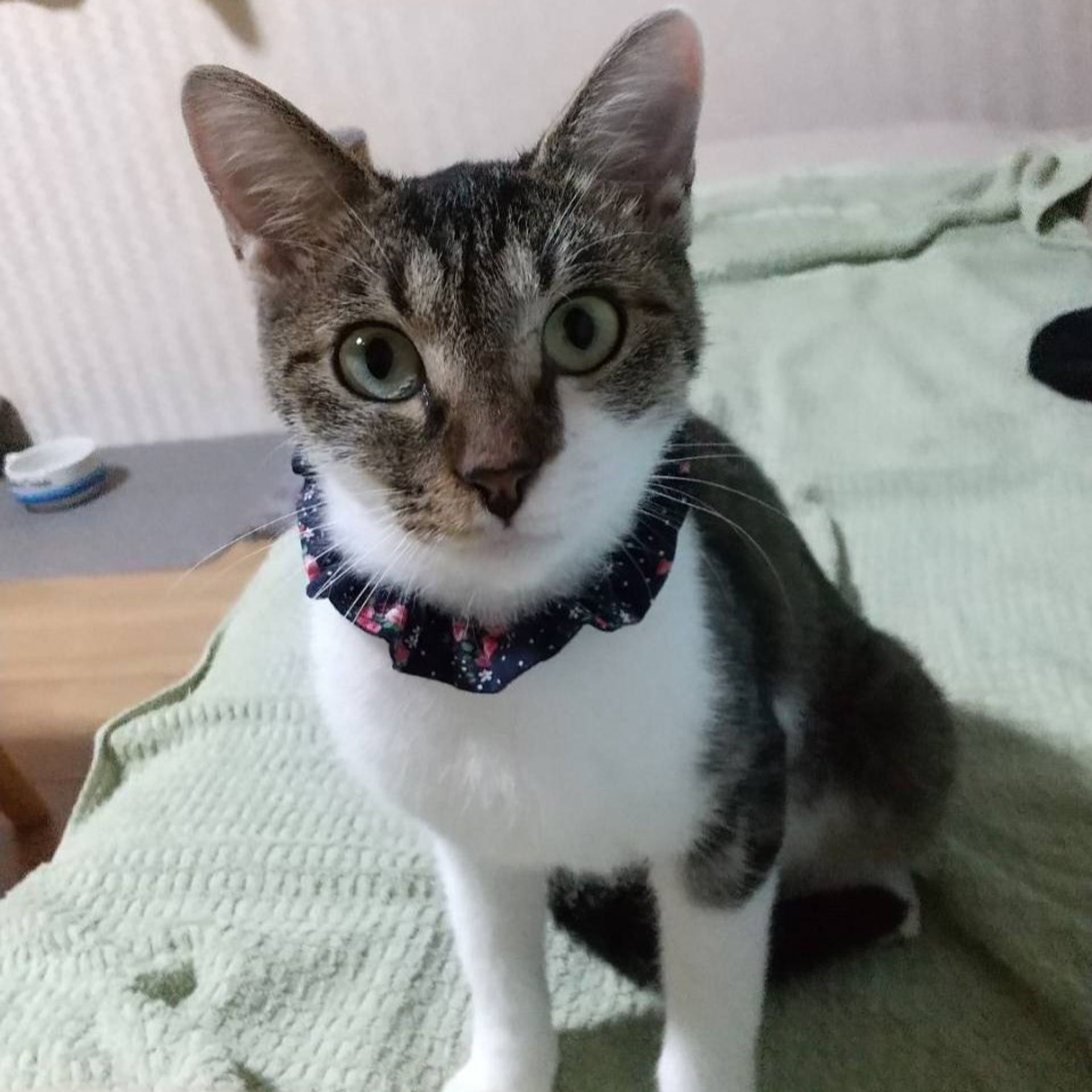雑種（ミックス猫）・メスの里親募集の写真