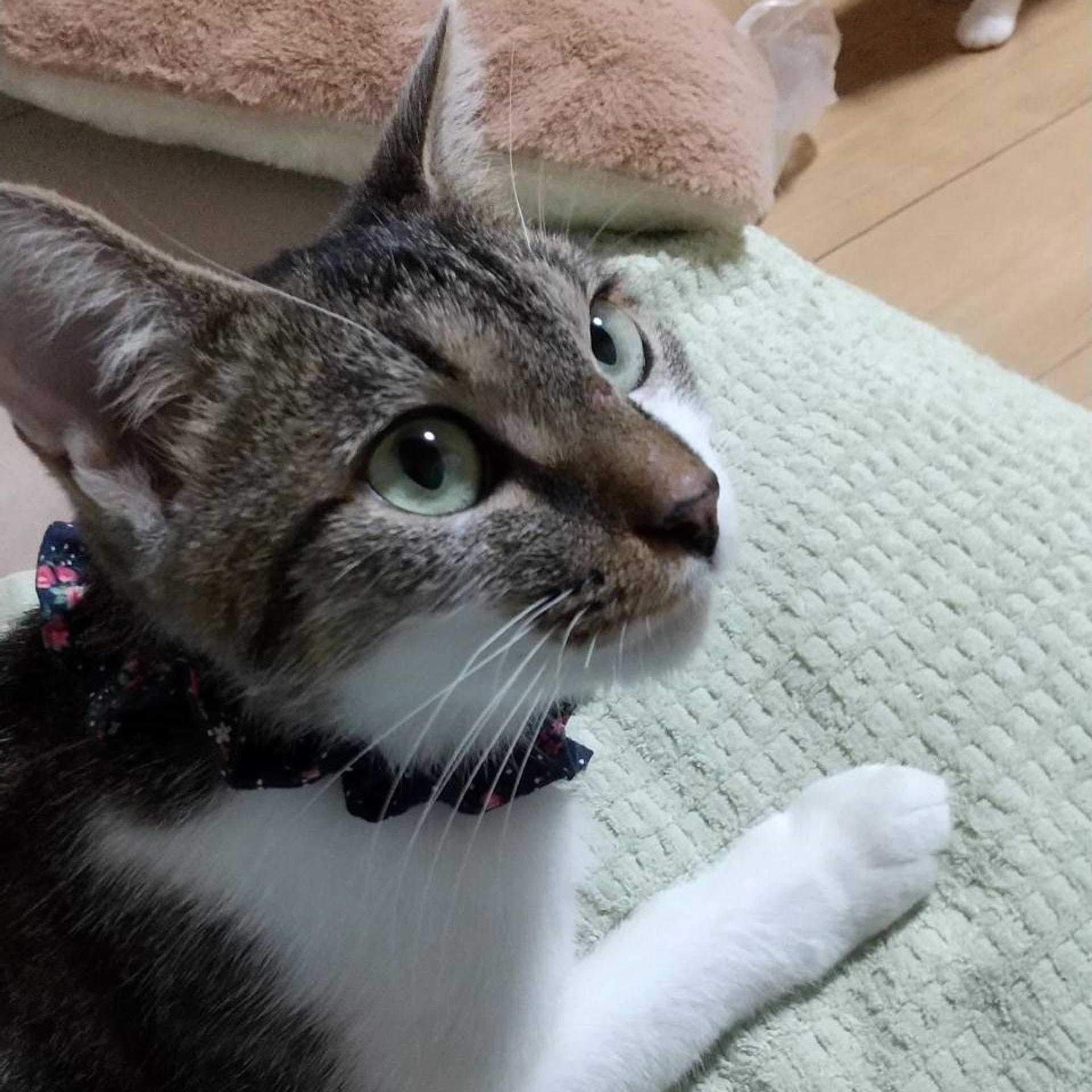 pet-image-2