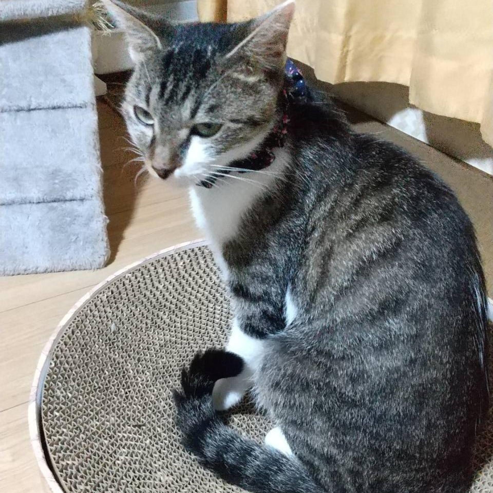 pet-image-5