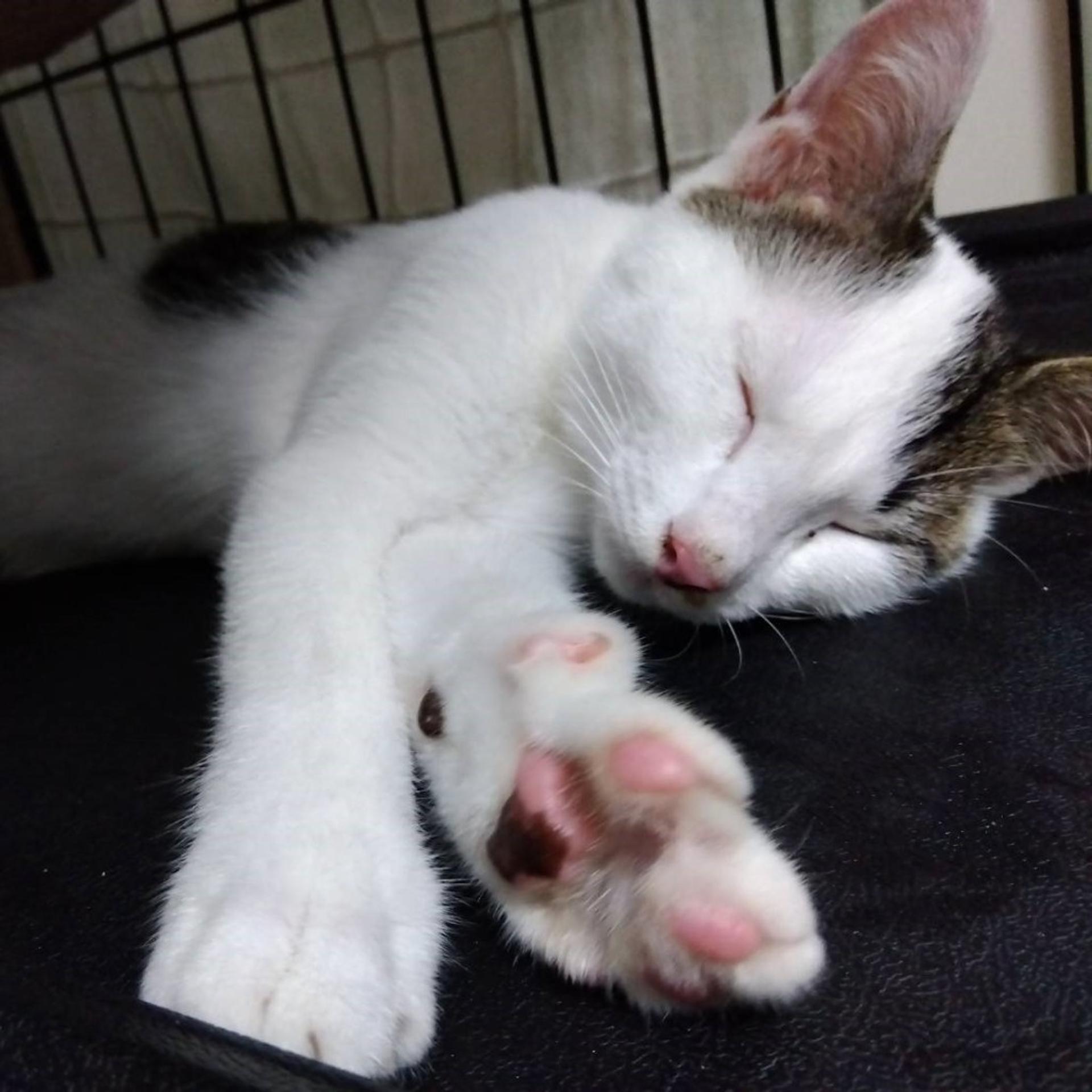 pet-image-5