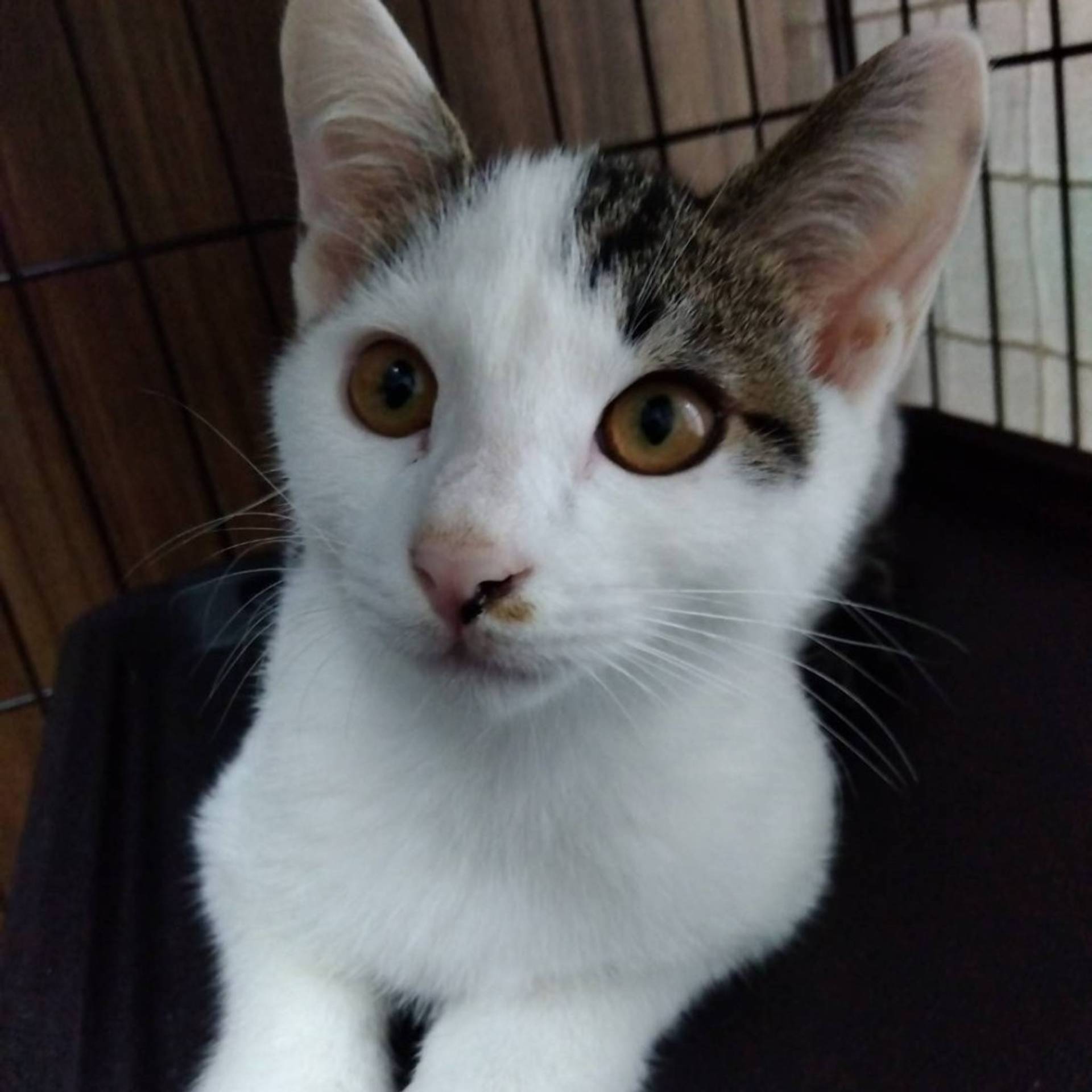 雑種（ミックス猫）・オスの里親募集の写真