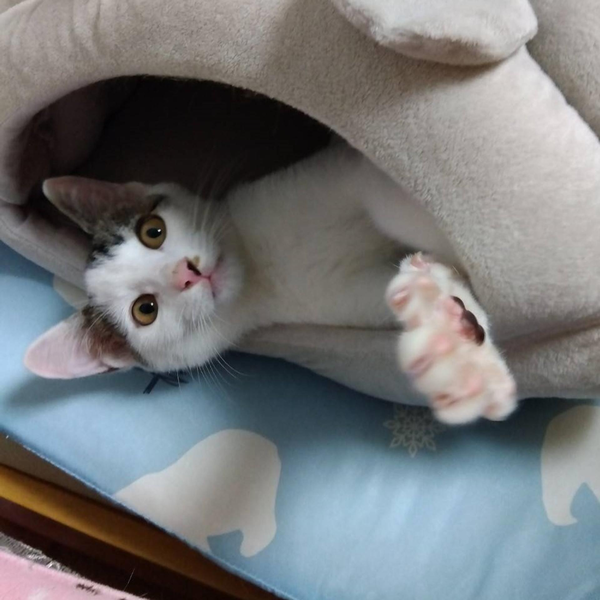 pet-image-3