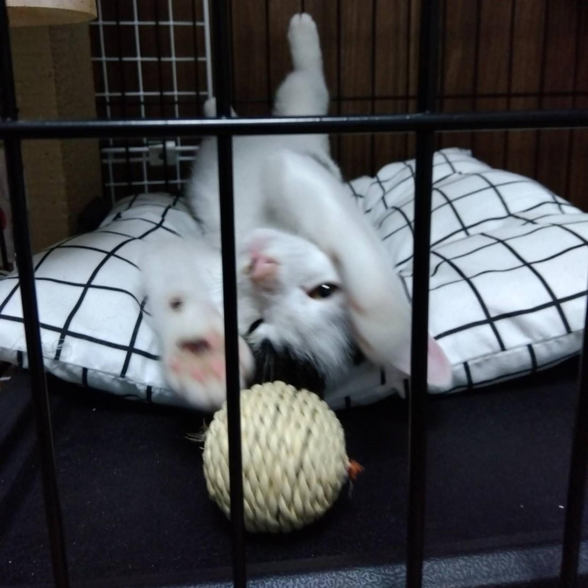 pet-image-4