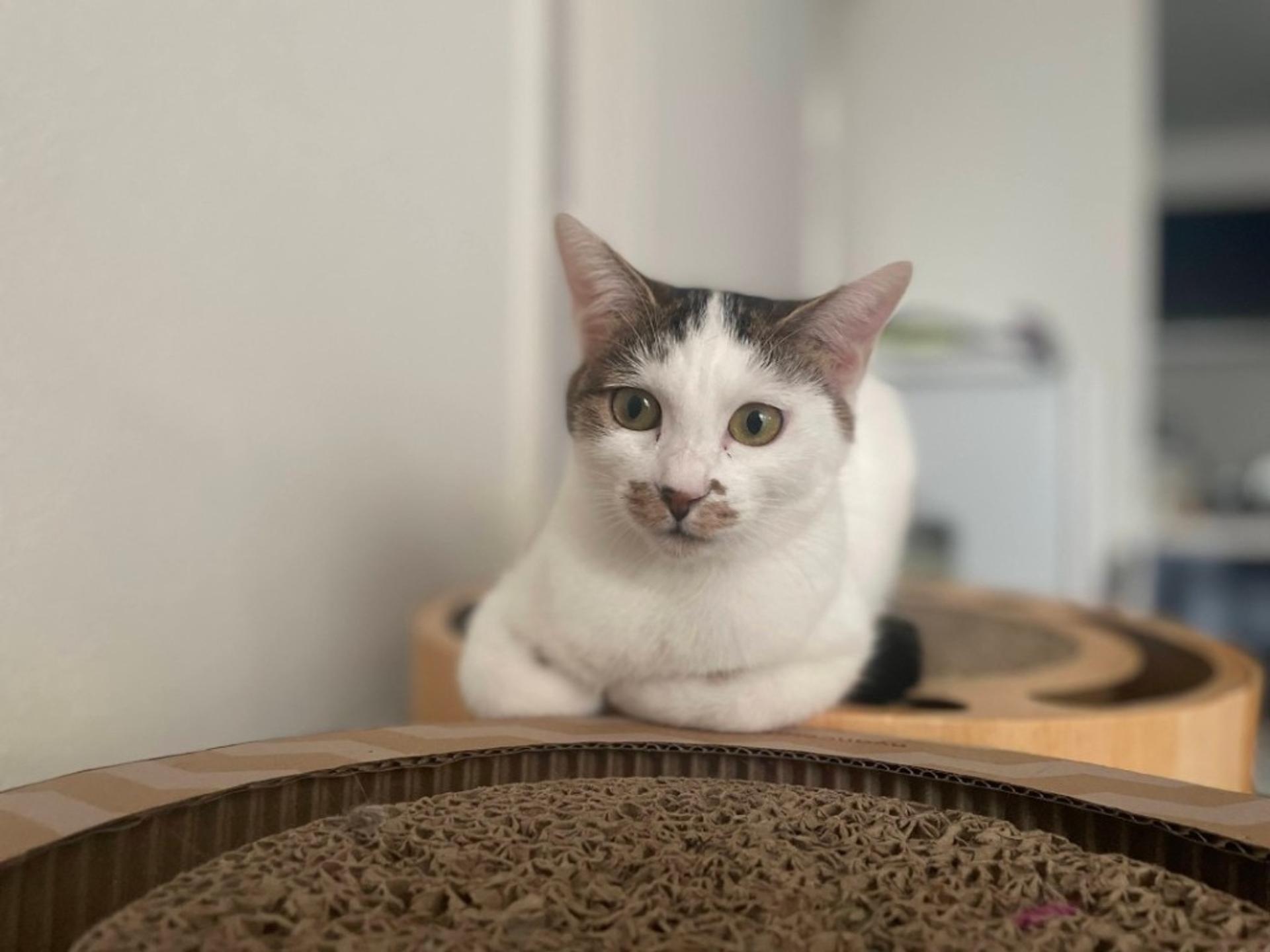 pet-image-4