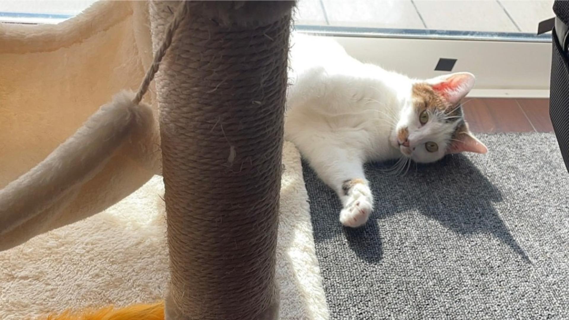 pet-image-5