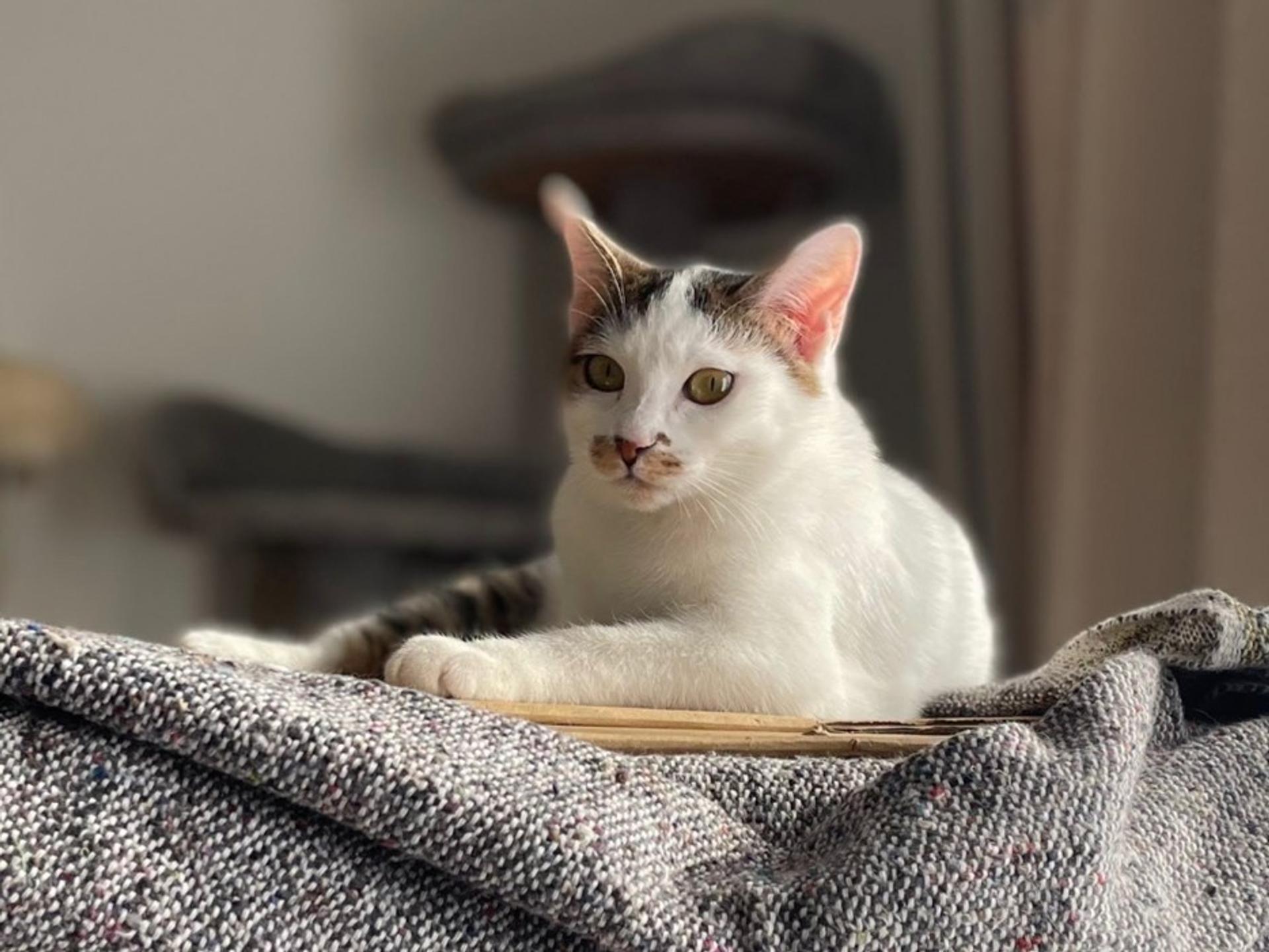 pet-image-7