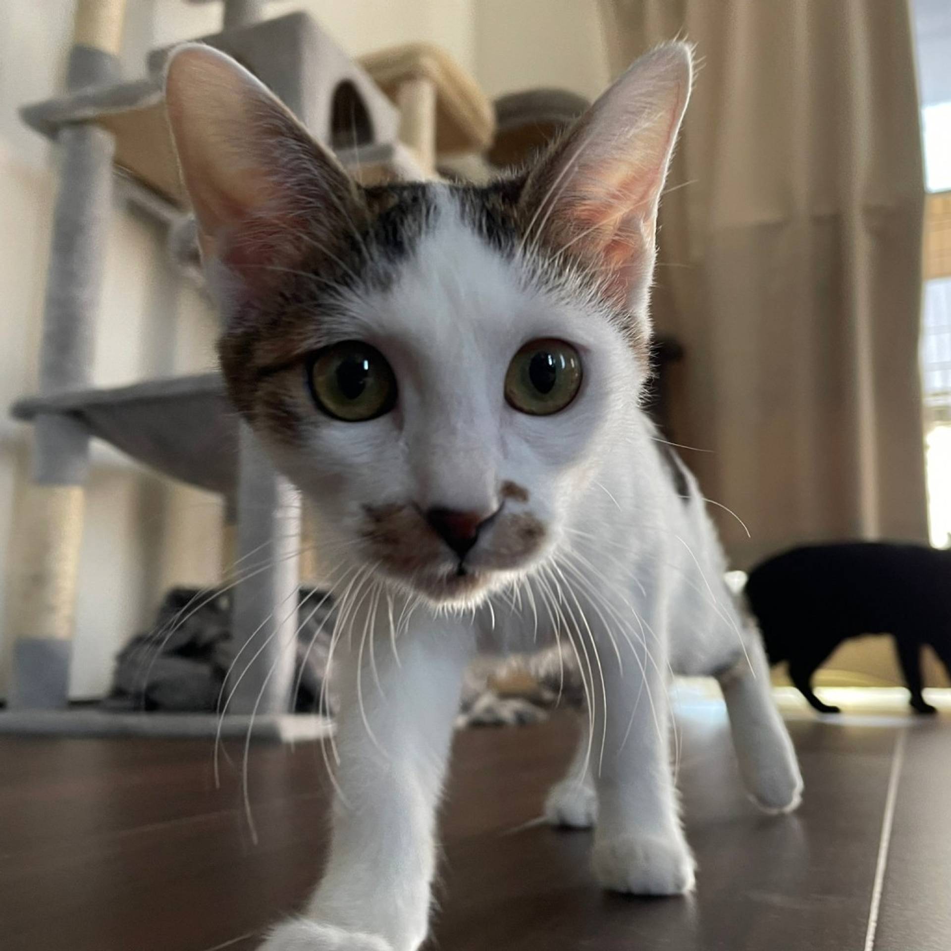 雑種（ミックス猫）・メスの里親募集の写真
