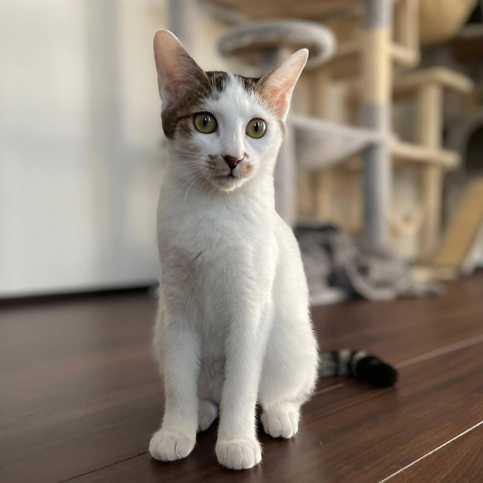 pet-image-8