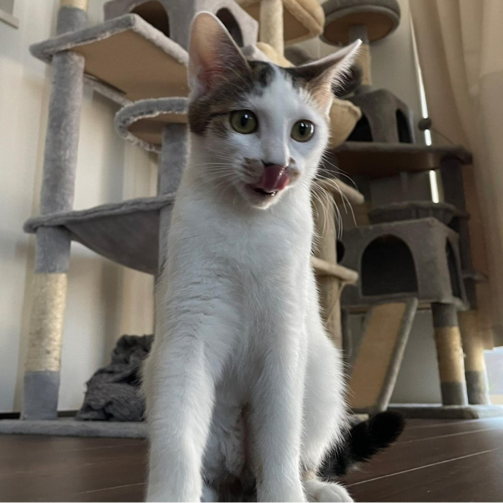 pet-image-9