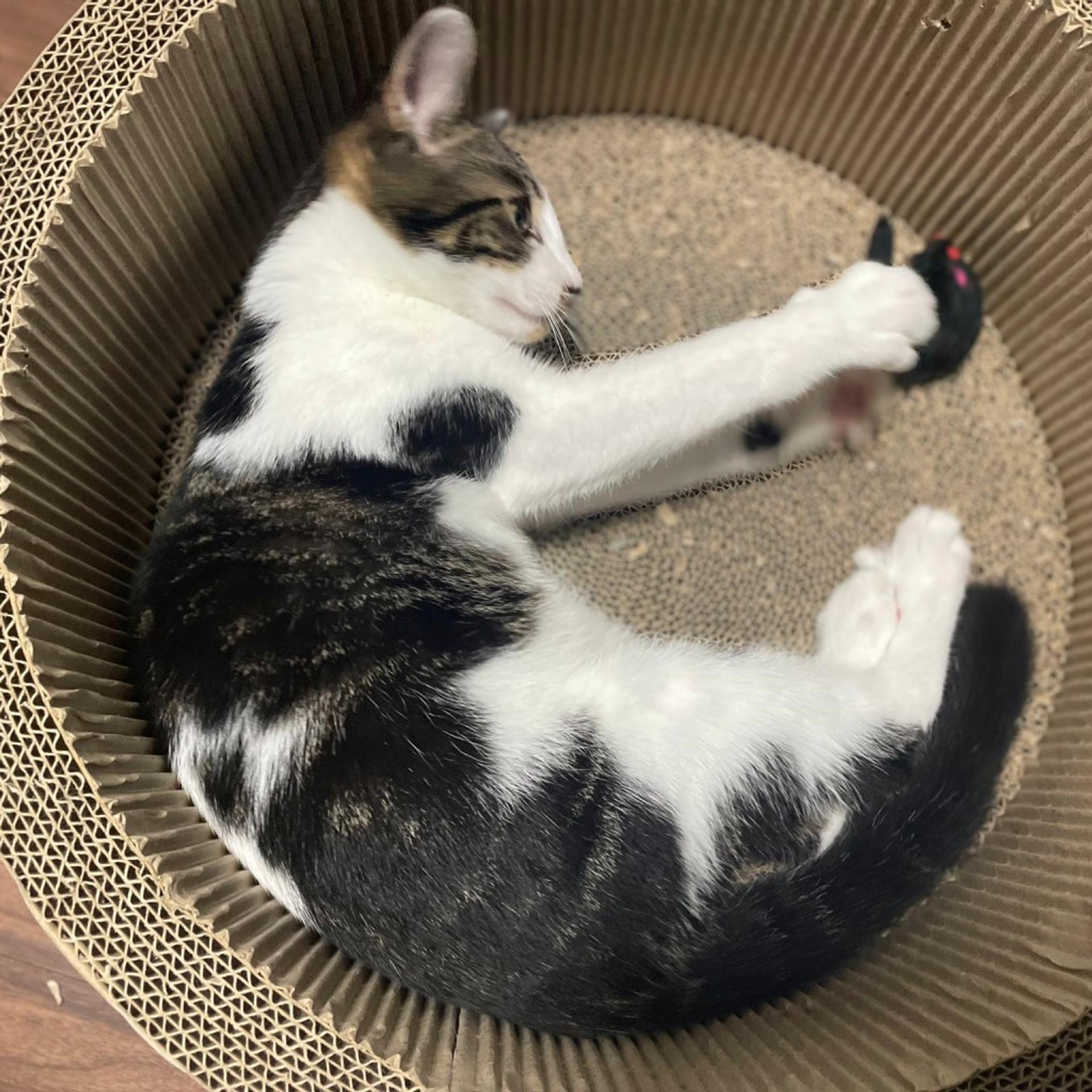 pet-image-4
