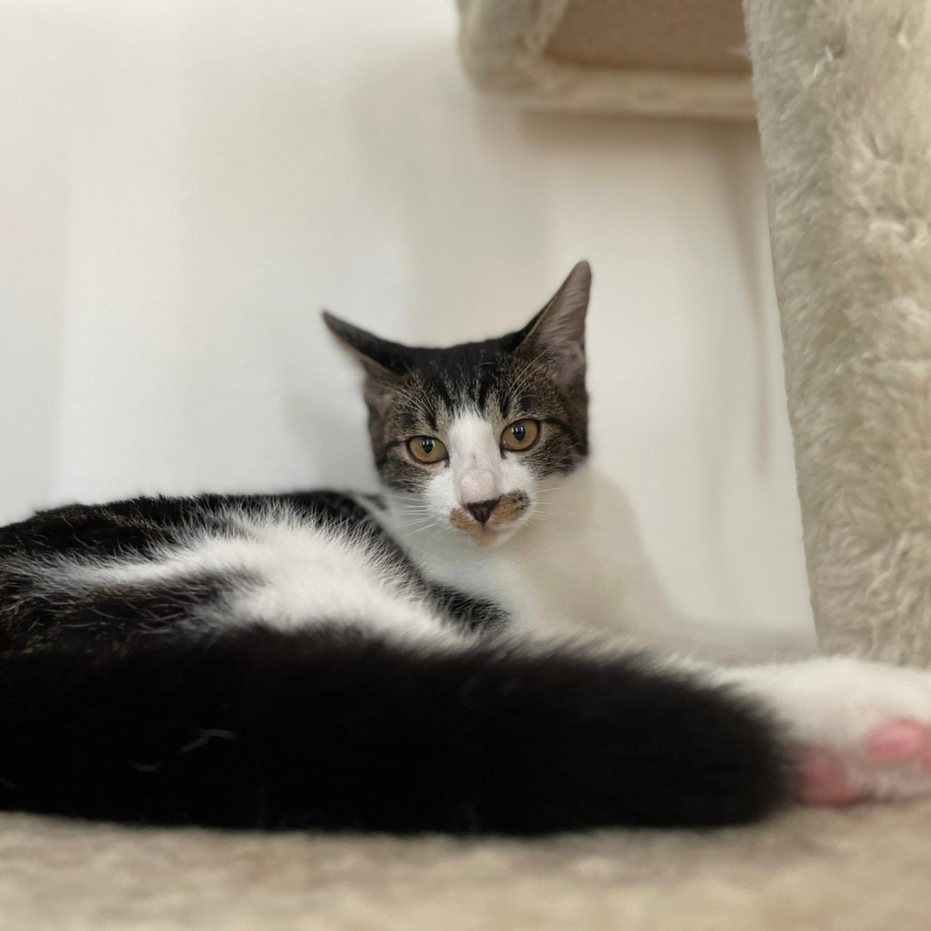 pet-image-8