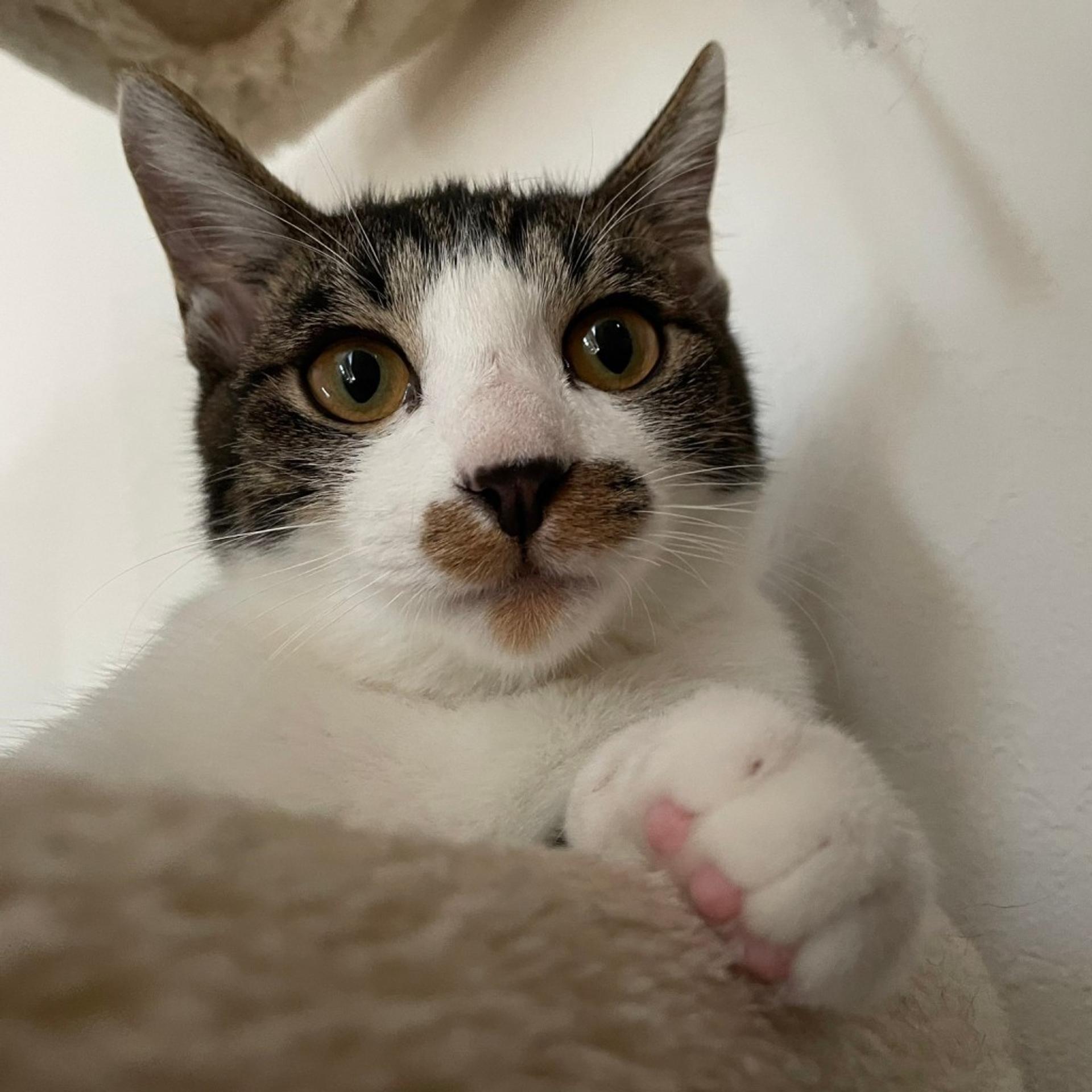 pet-image-5