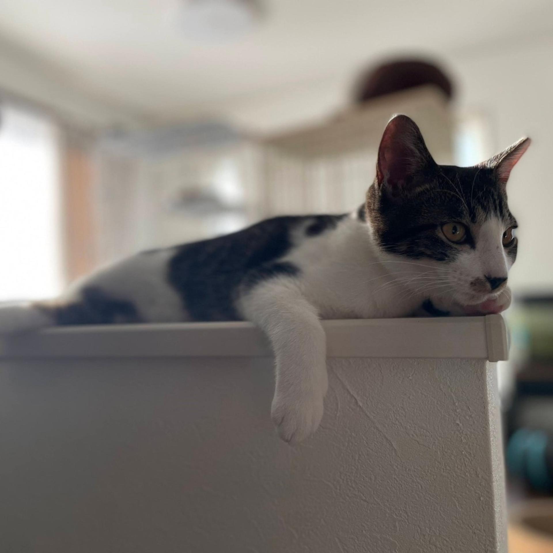 pet-image-6