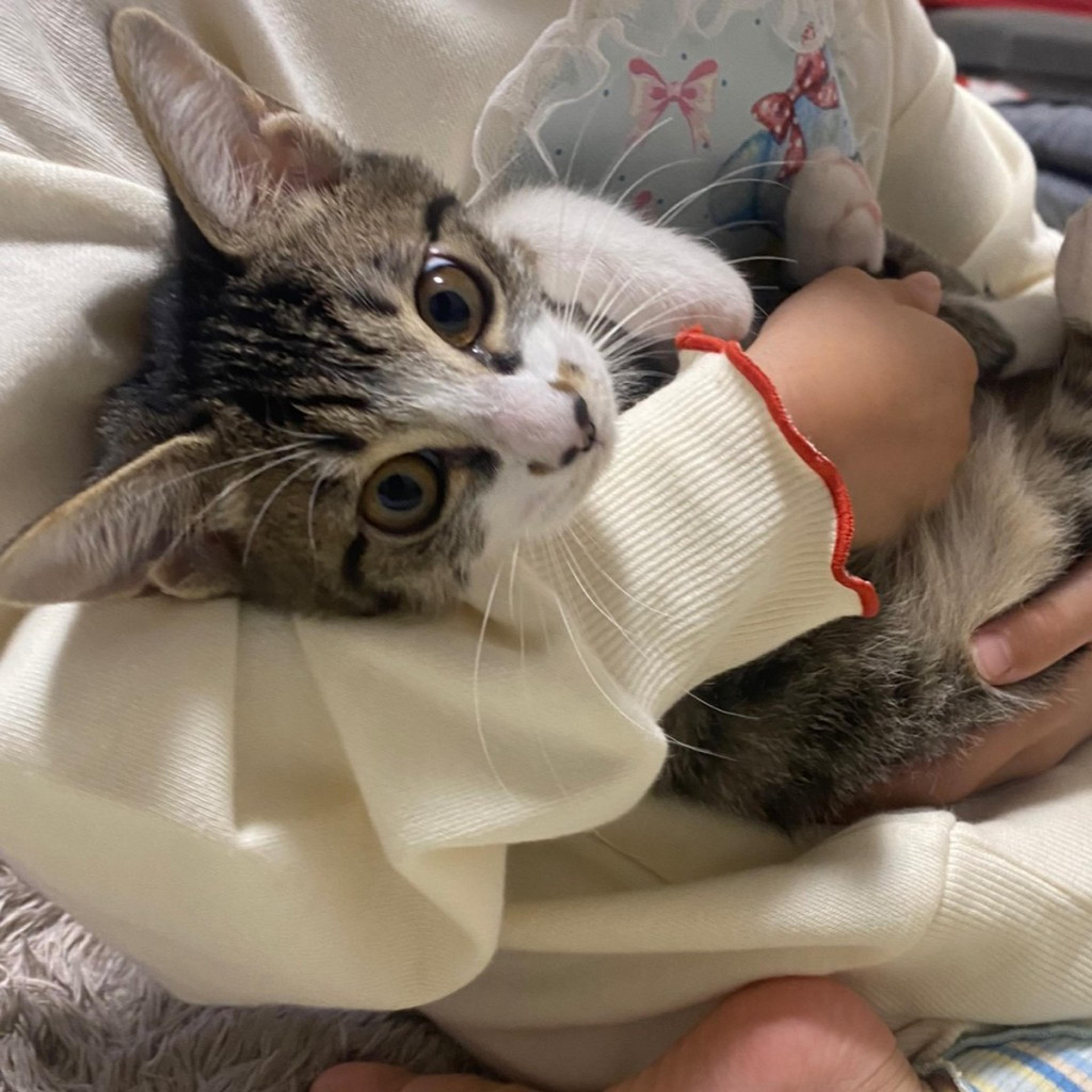 pet-image-4