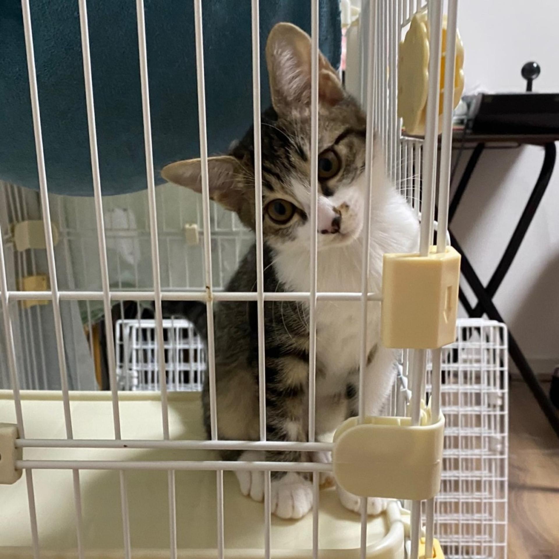 pet-image-6