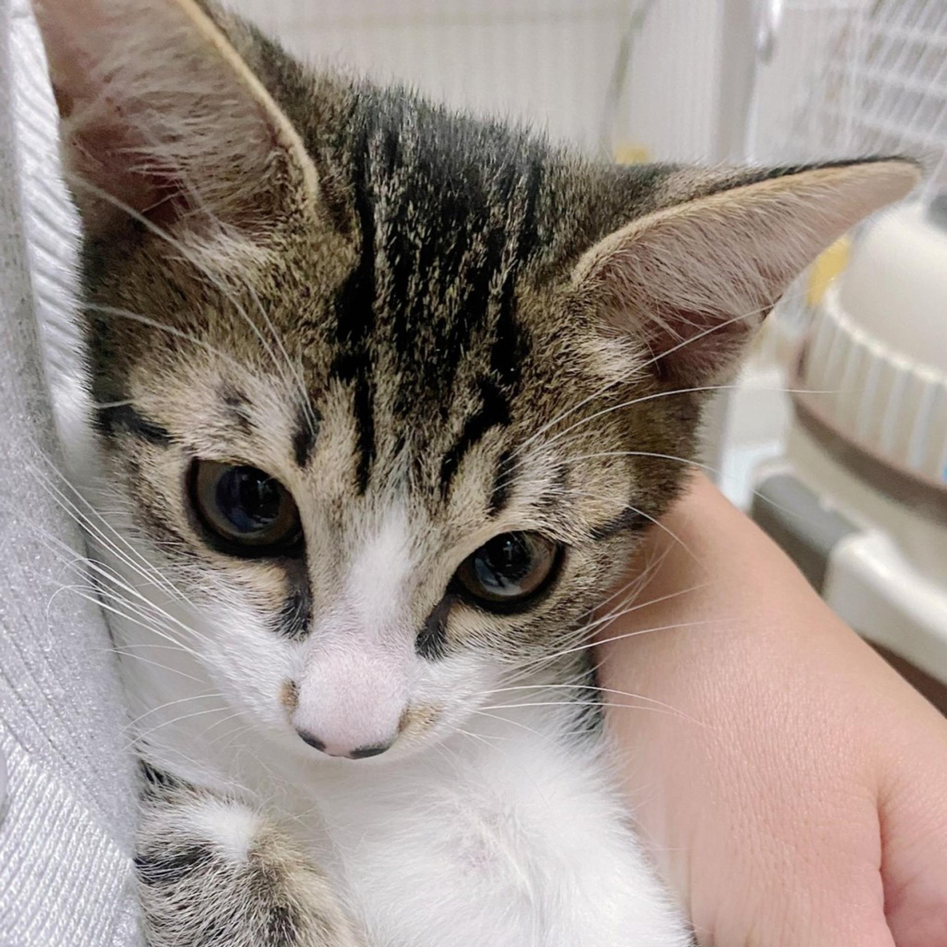 pet-image-2