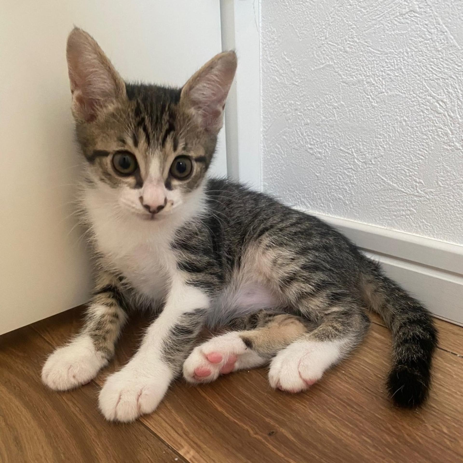 pet-image-3