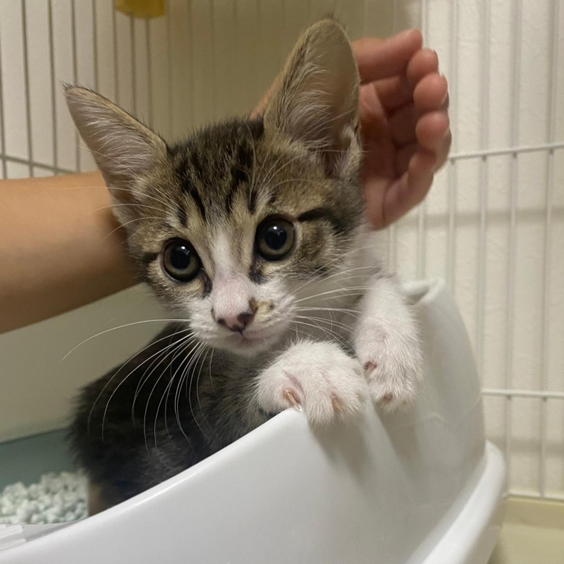 pet-image-7