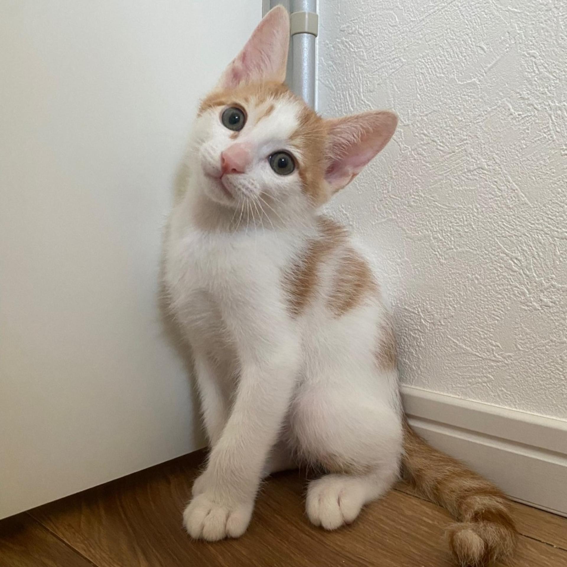 pet-image-2