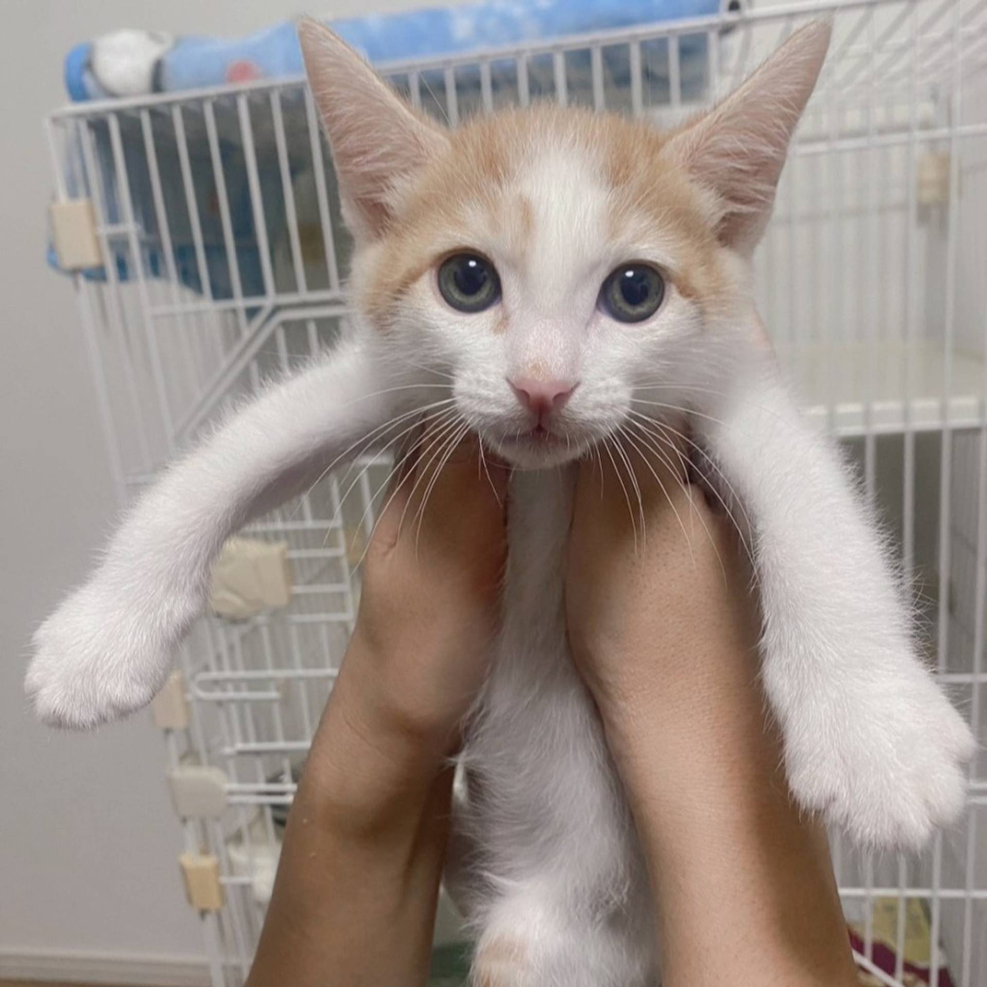 雑種（ミックス猫）・オスの里親募集の写真
