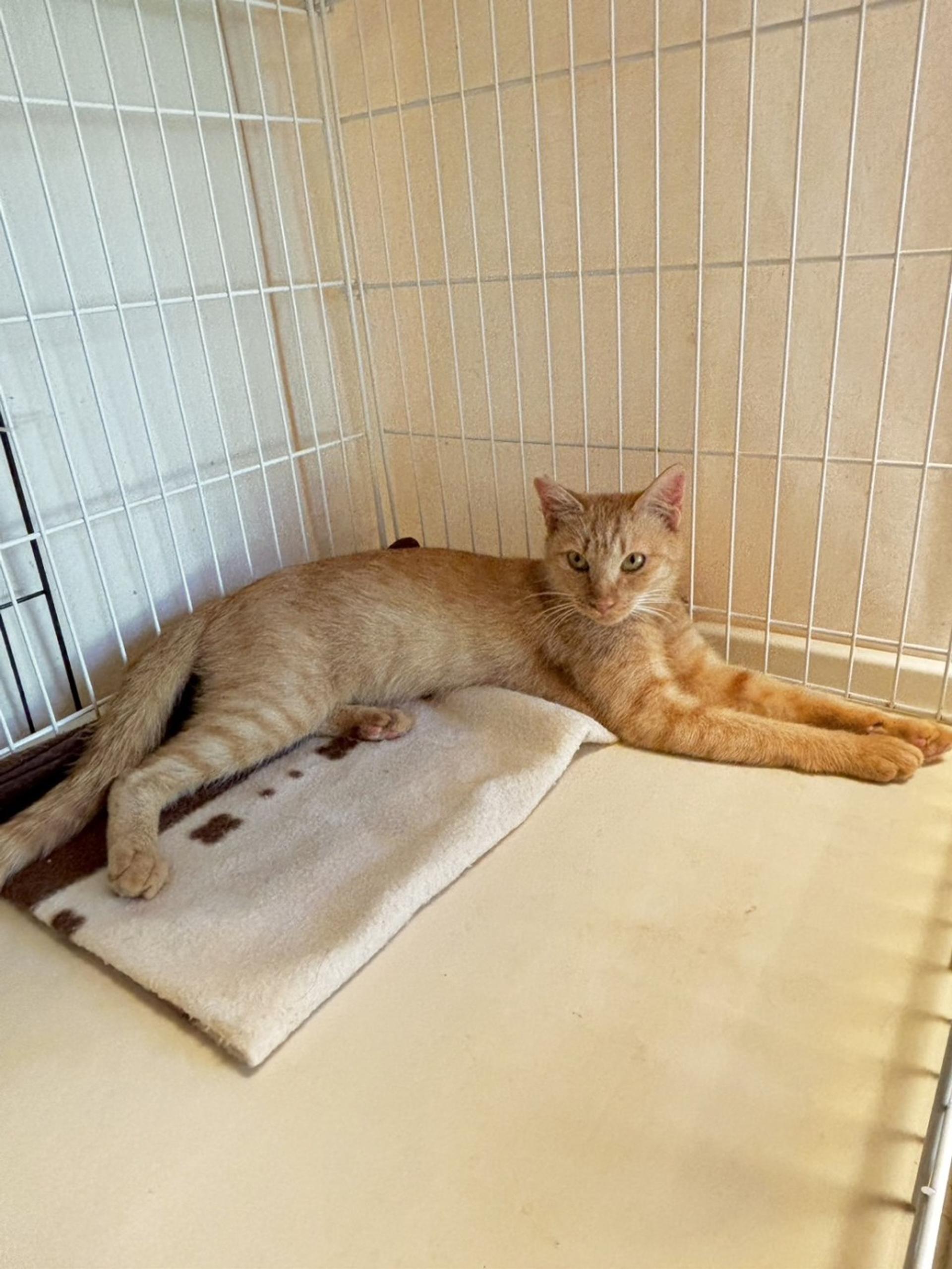 pet-image-2
