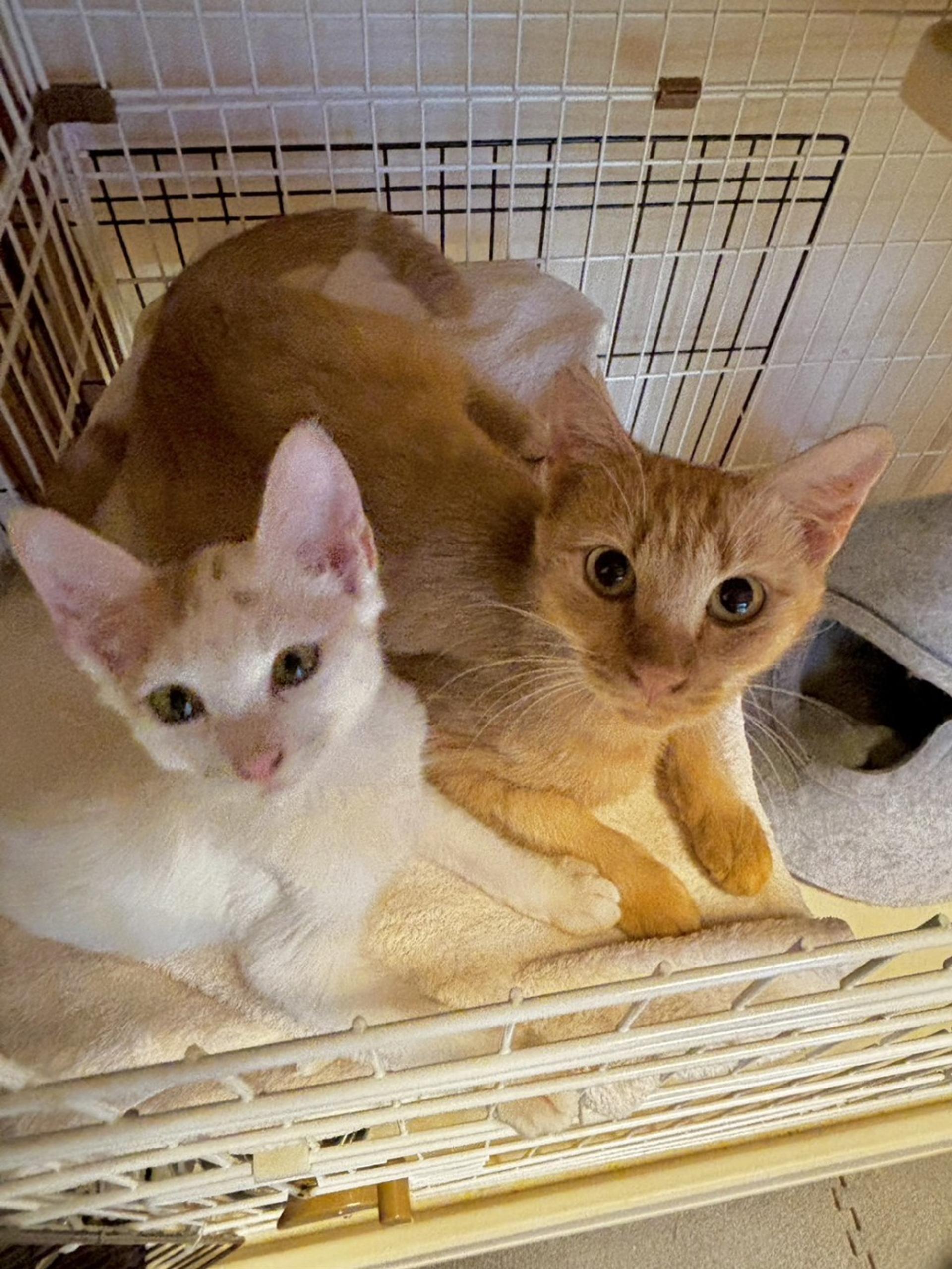 pet-image-5
