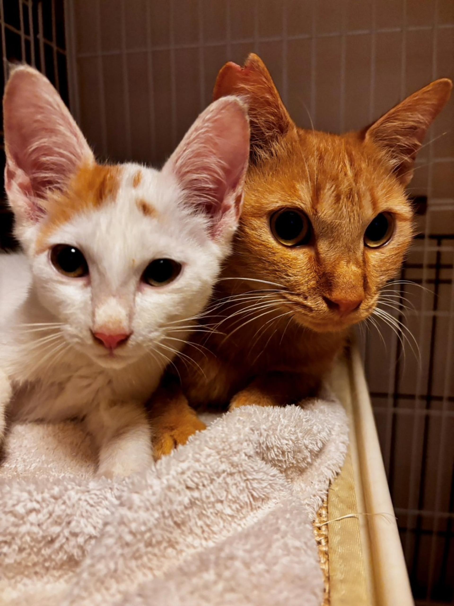 pet-image-6