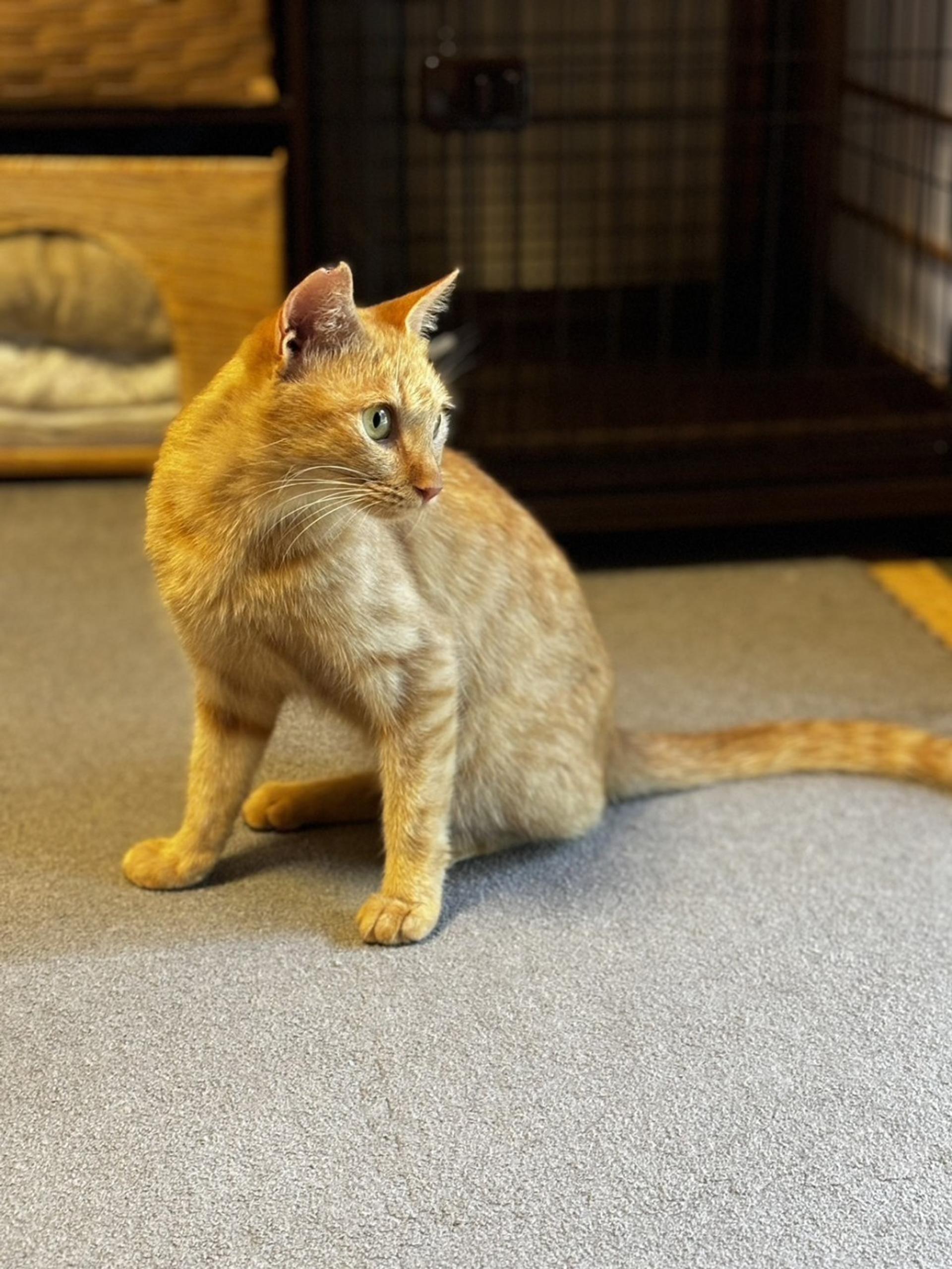 pet-image-4