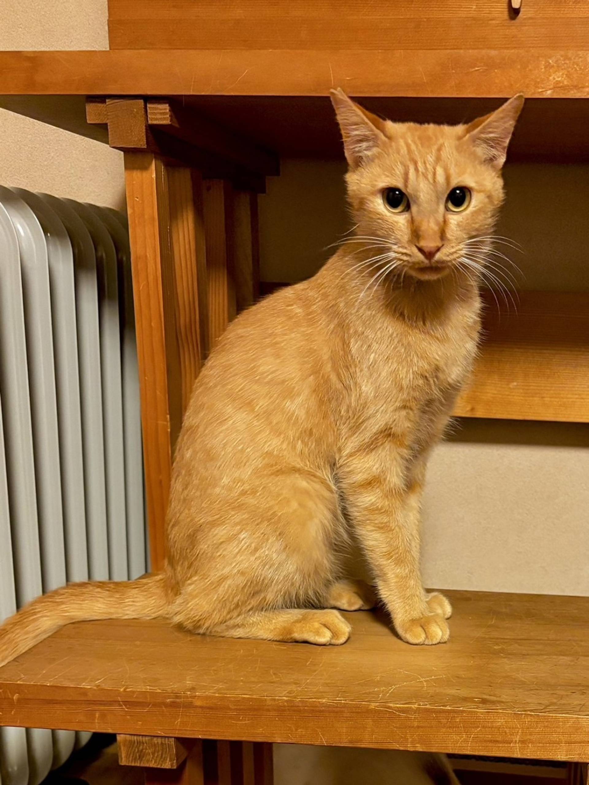 雑種（ミックス猫）・オスの里親募集の写真