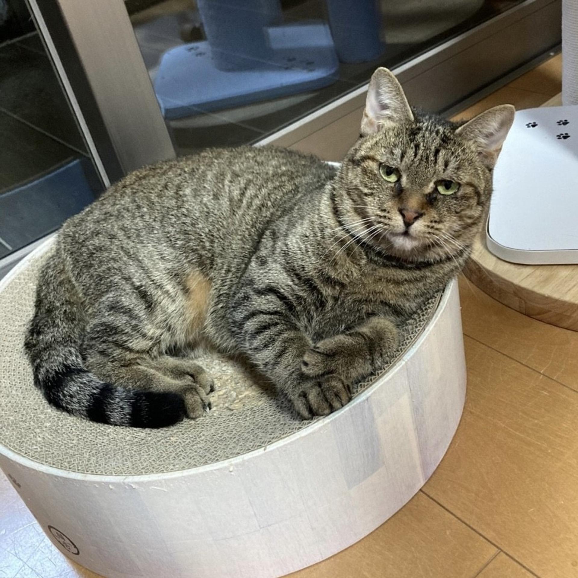 pet-image-5