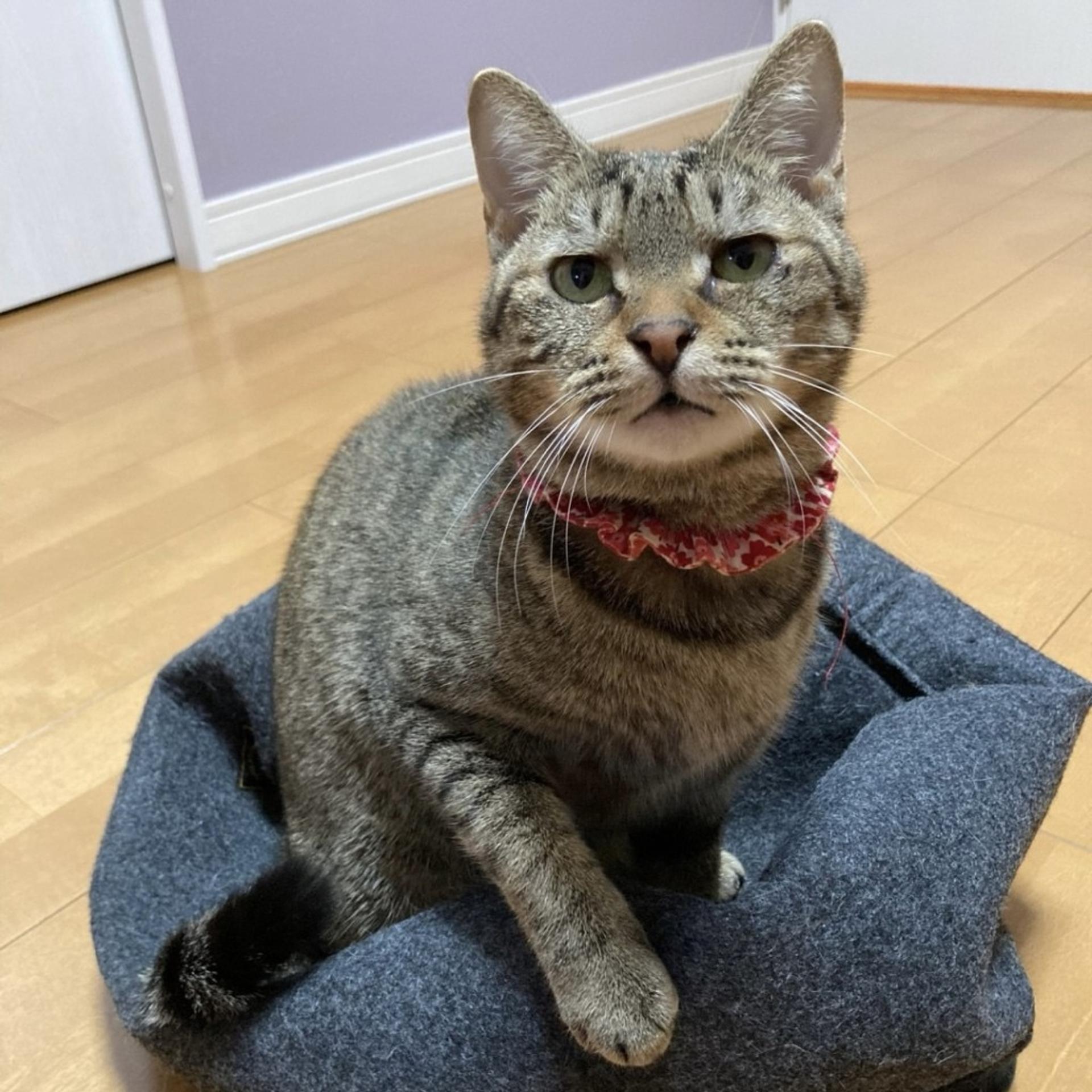 pet-image-7