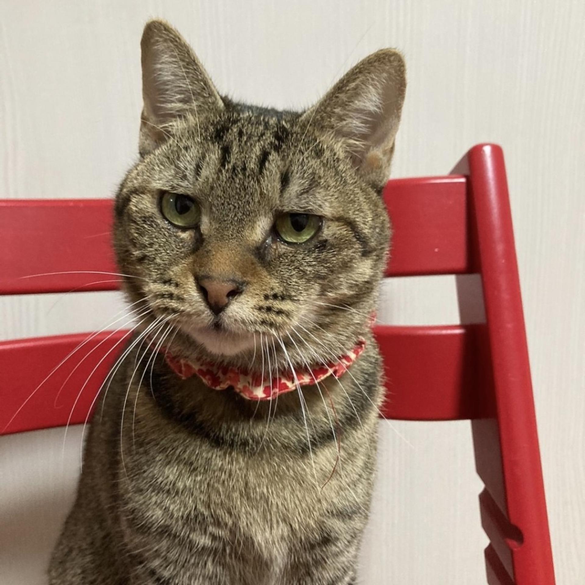 pet-image-3