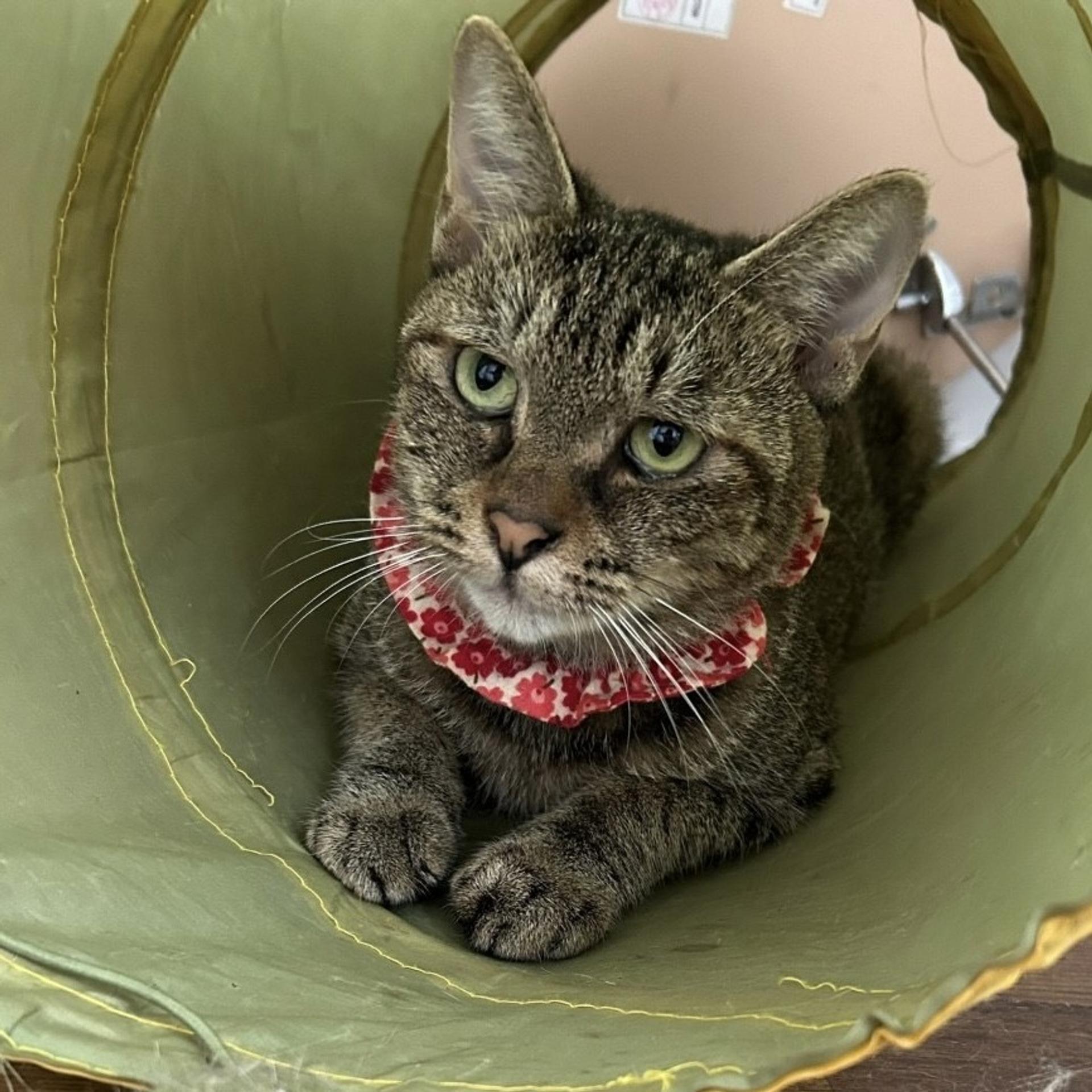 pet-image-4