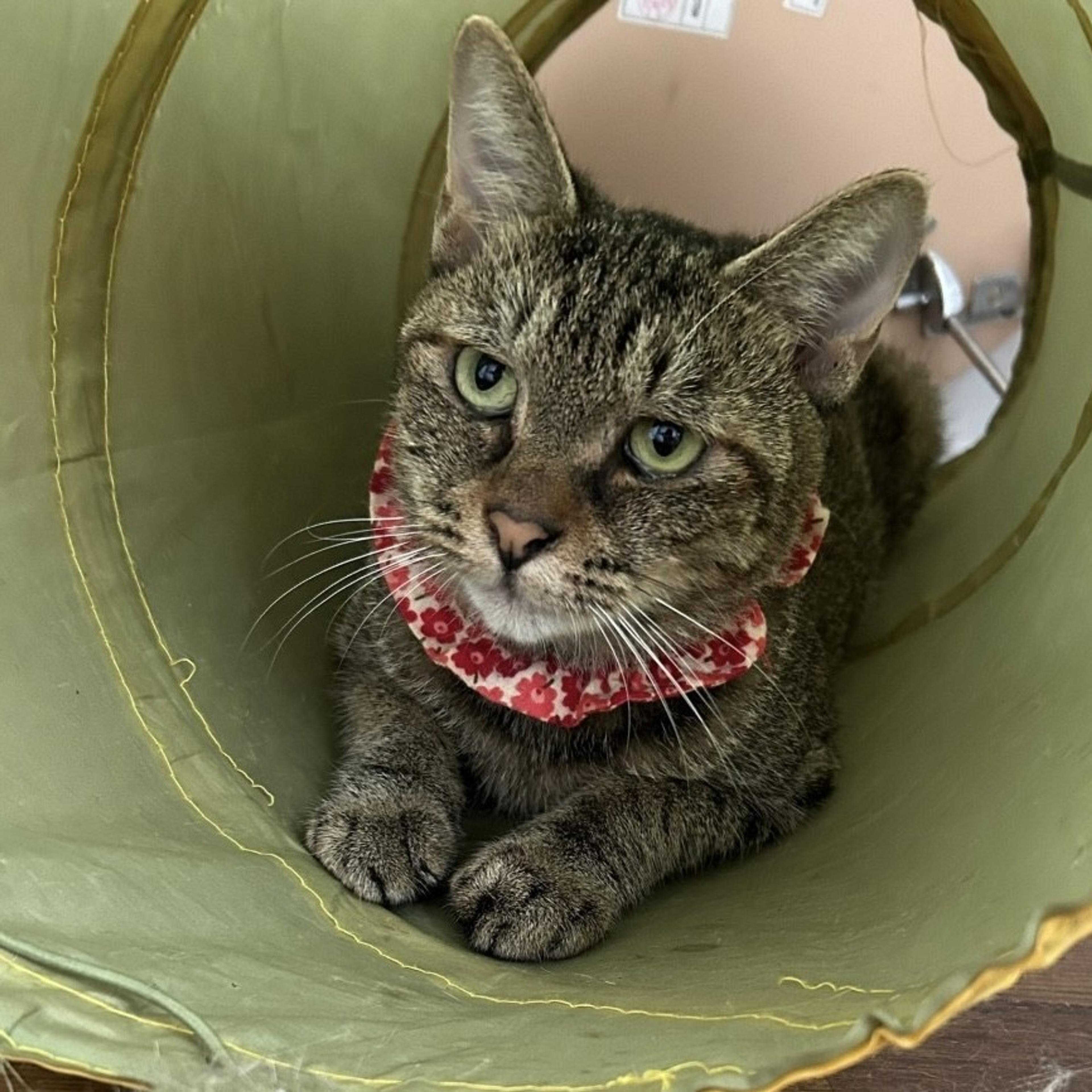 pet-image-4