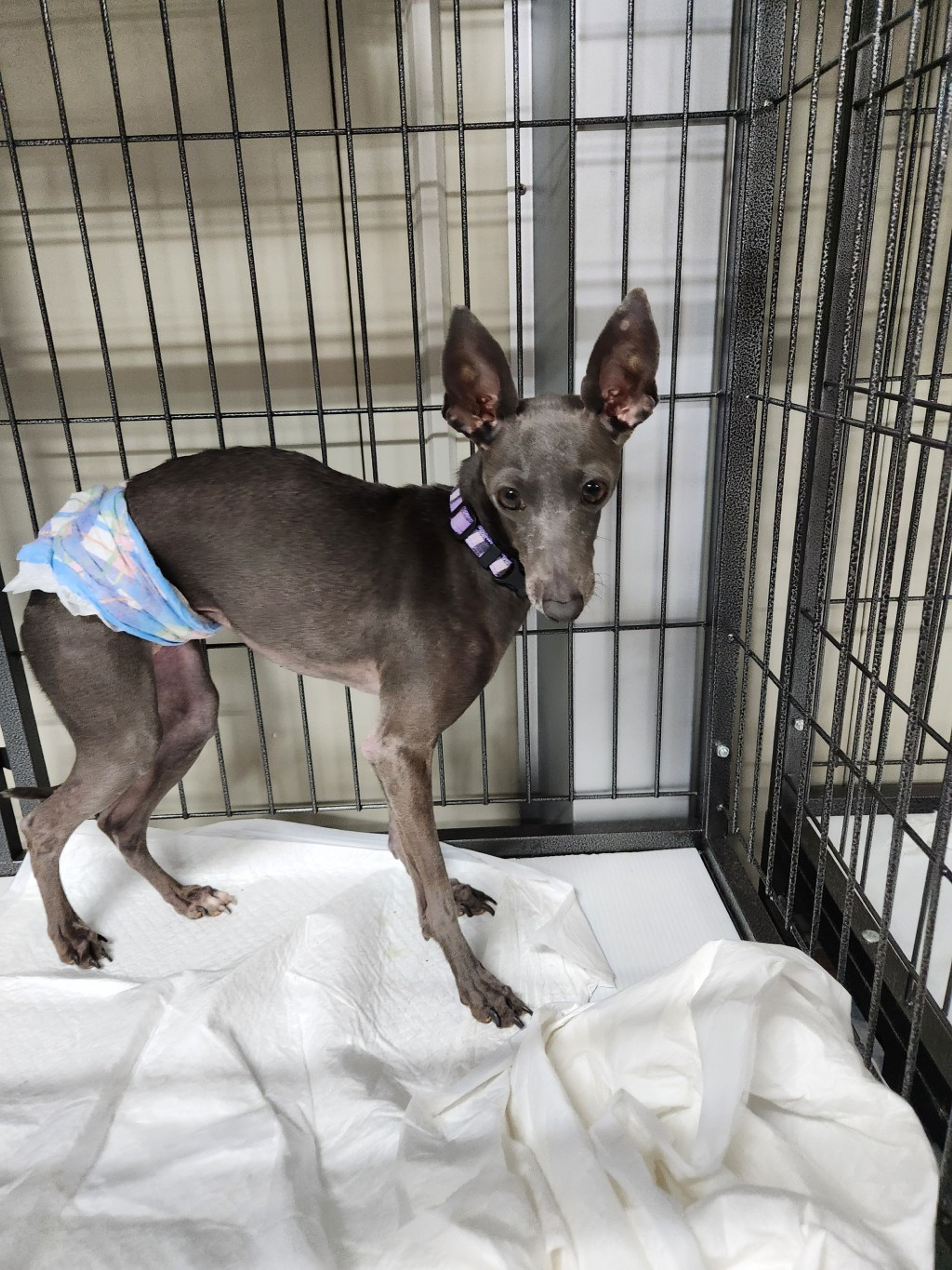 pet-image-2