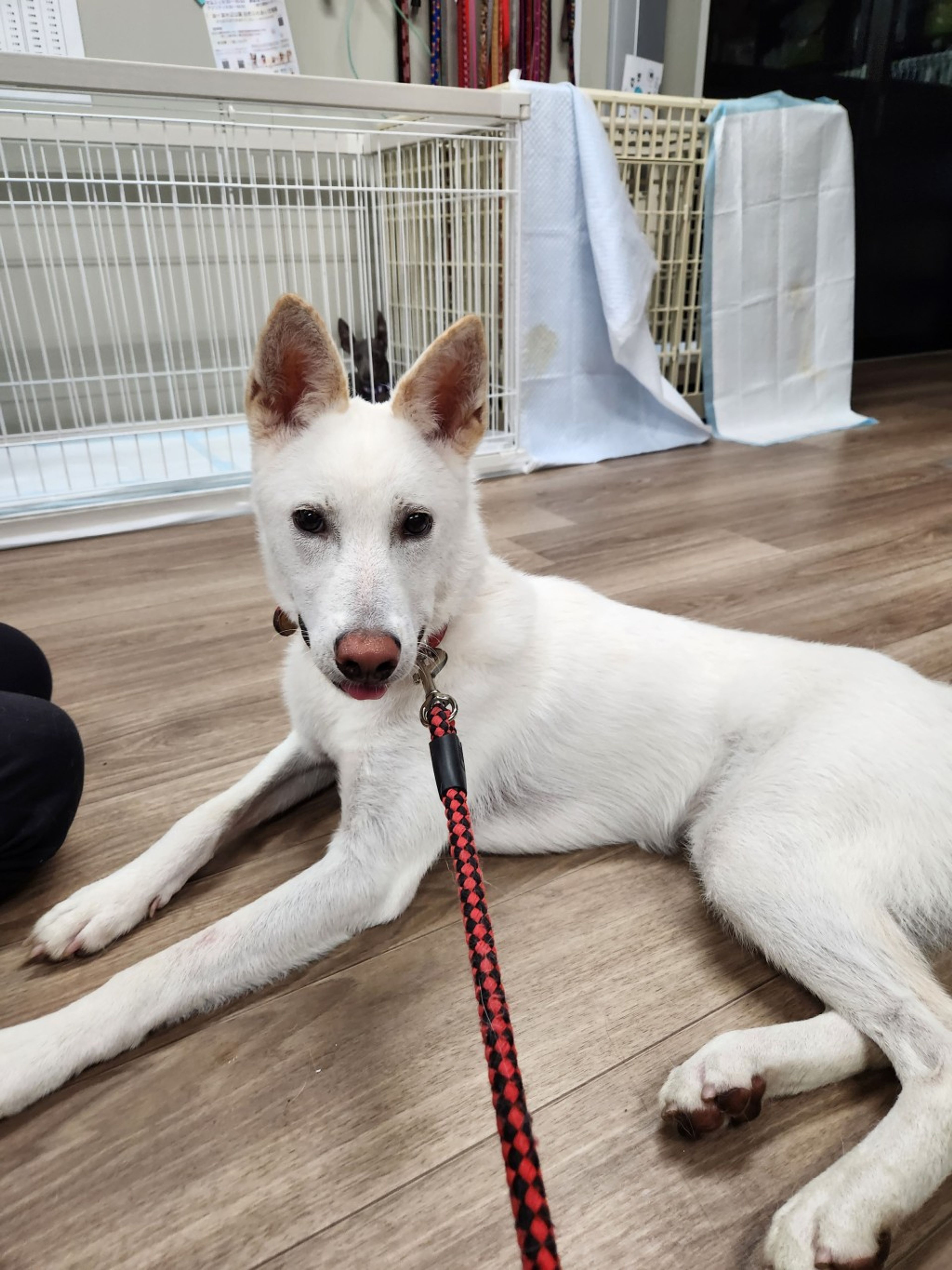 pet-image-2