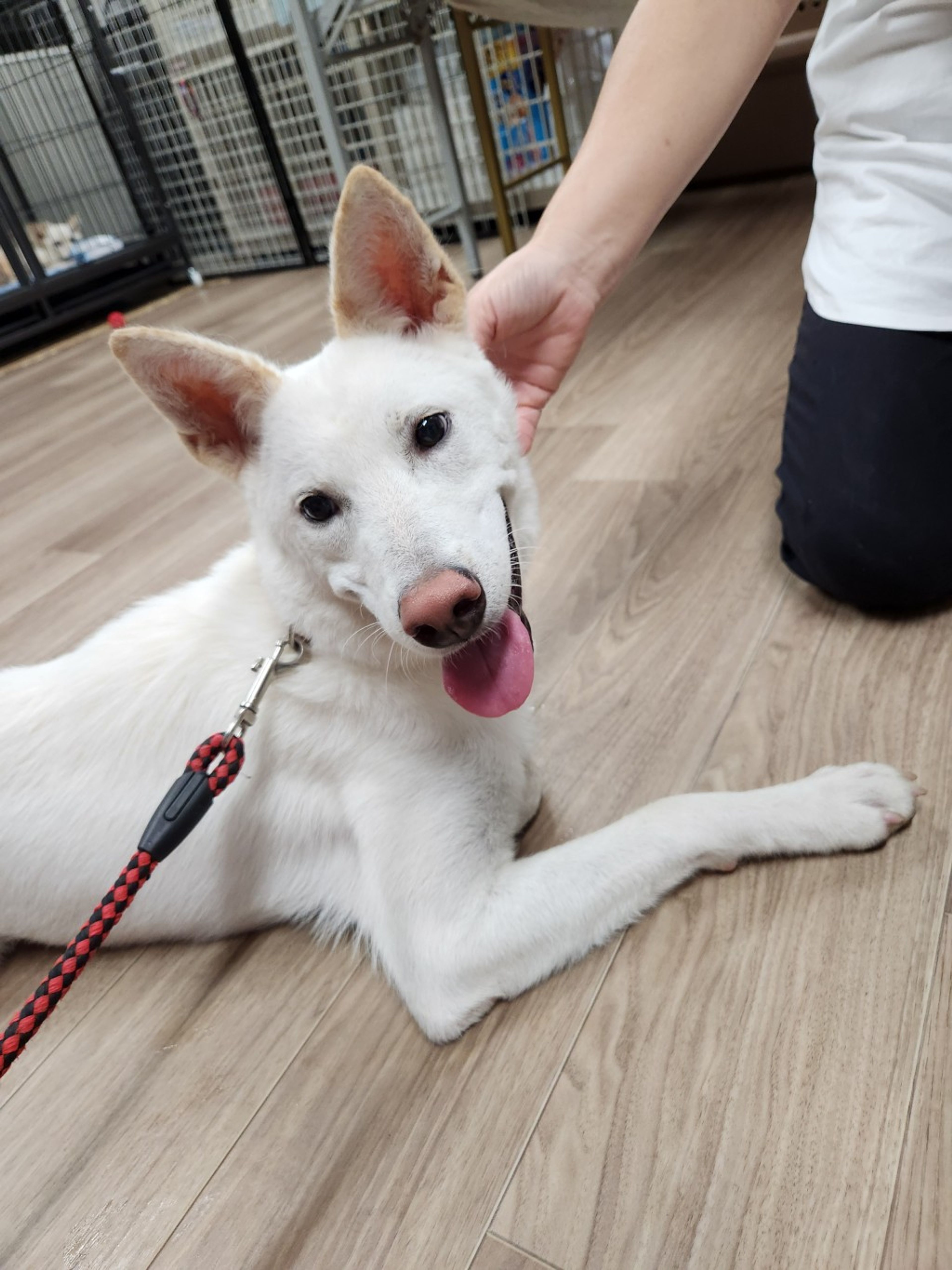 pet-image-3