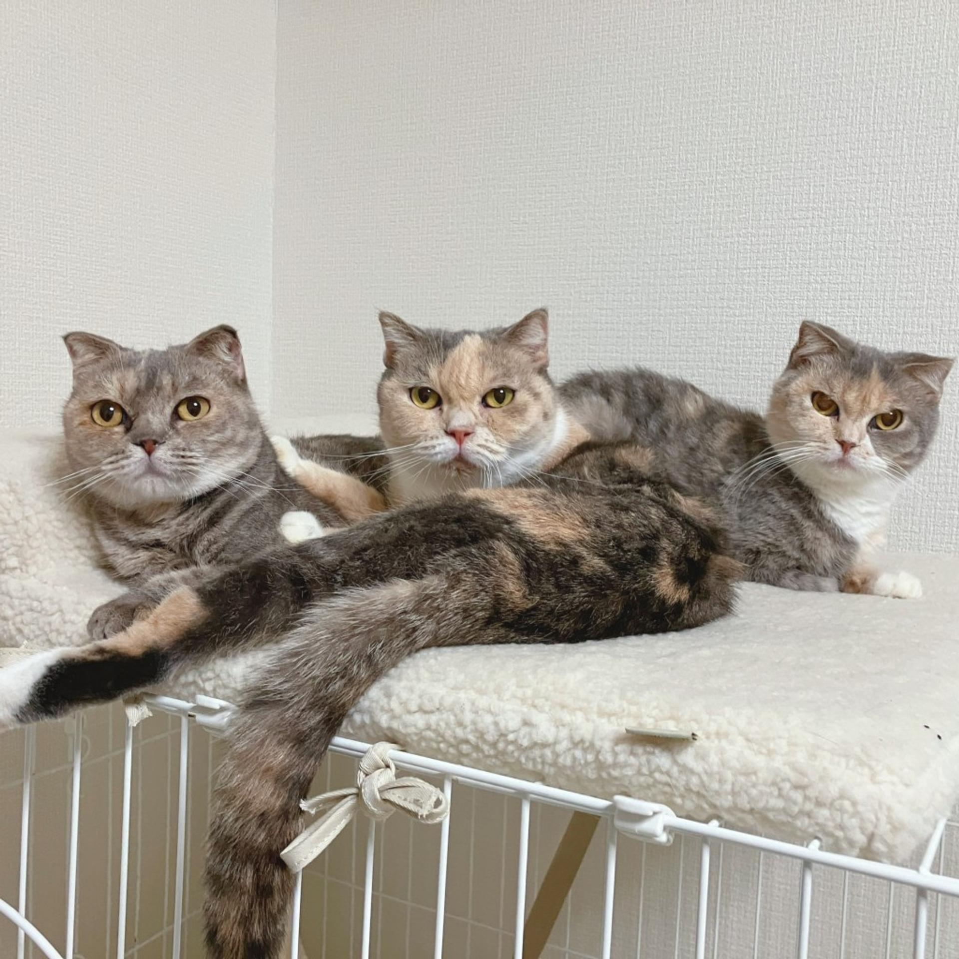pet-image-6
