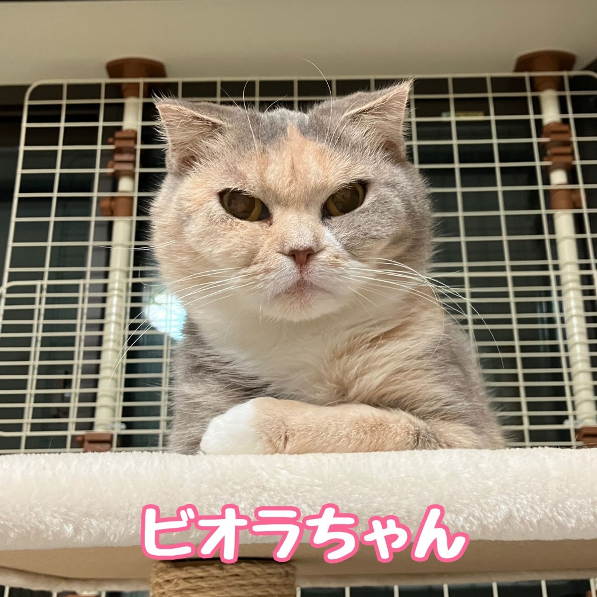 スコティッシュフォールド・メスの里親募集の写真