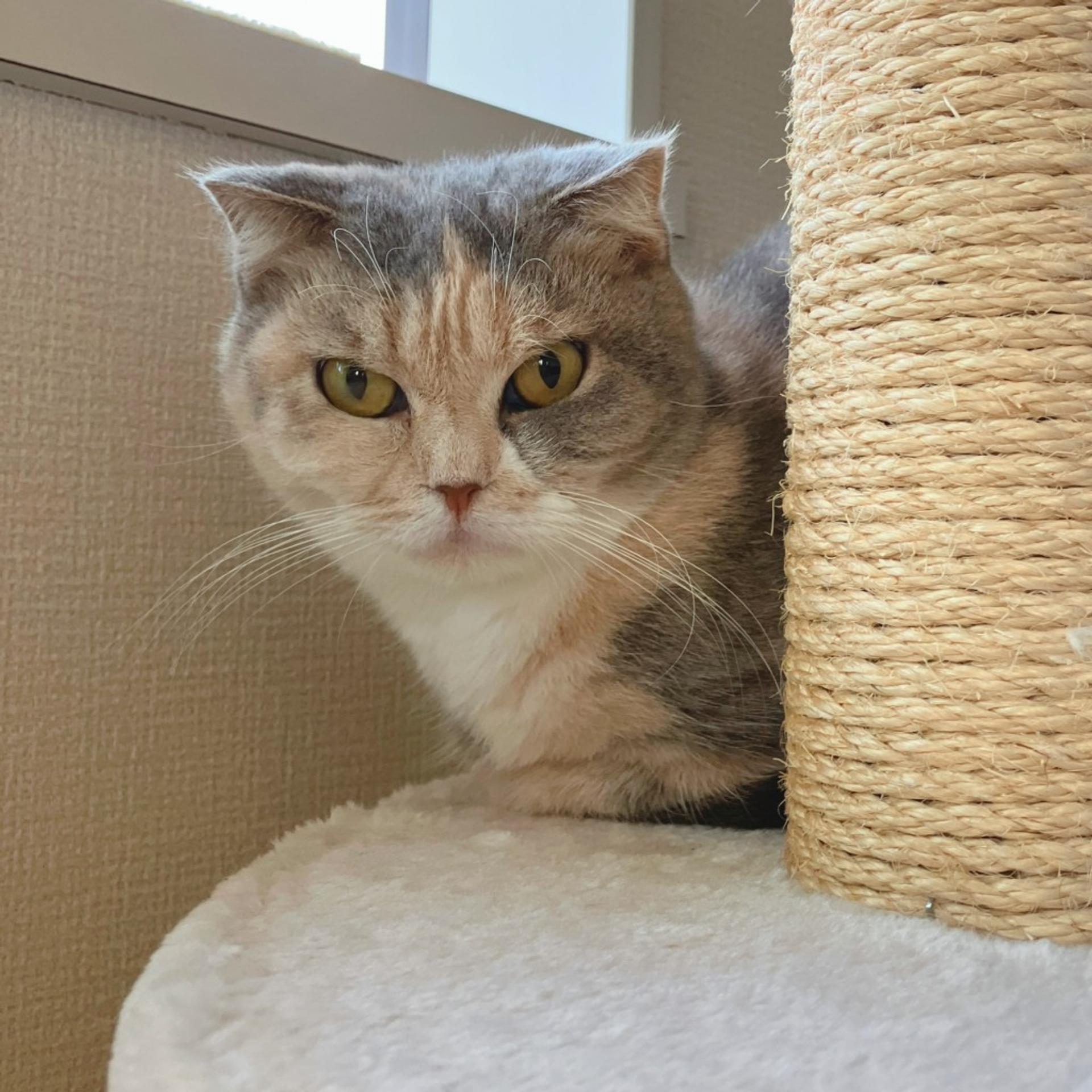 pet-image-4