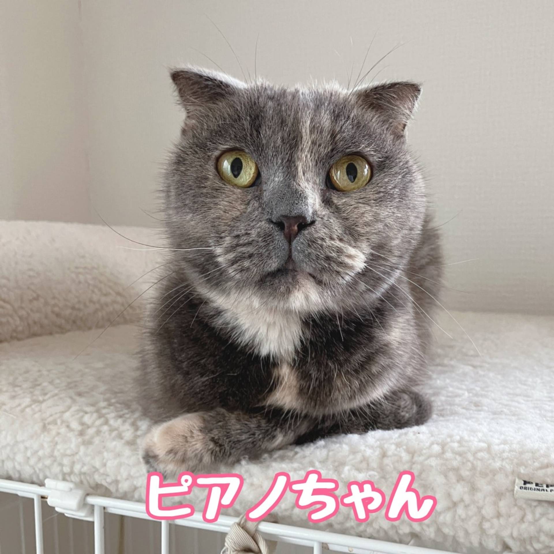 スコティッシュフォールド・メスの里親募集の写真