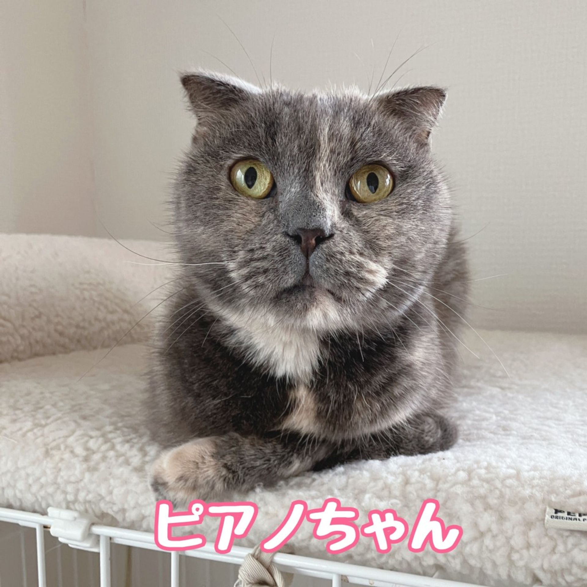 スコティッシュフォールド・メスの里親募集の写真
