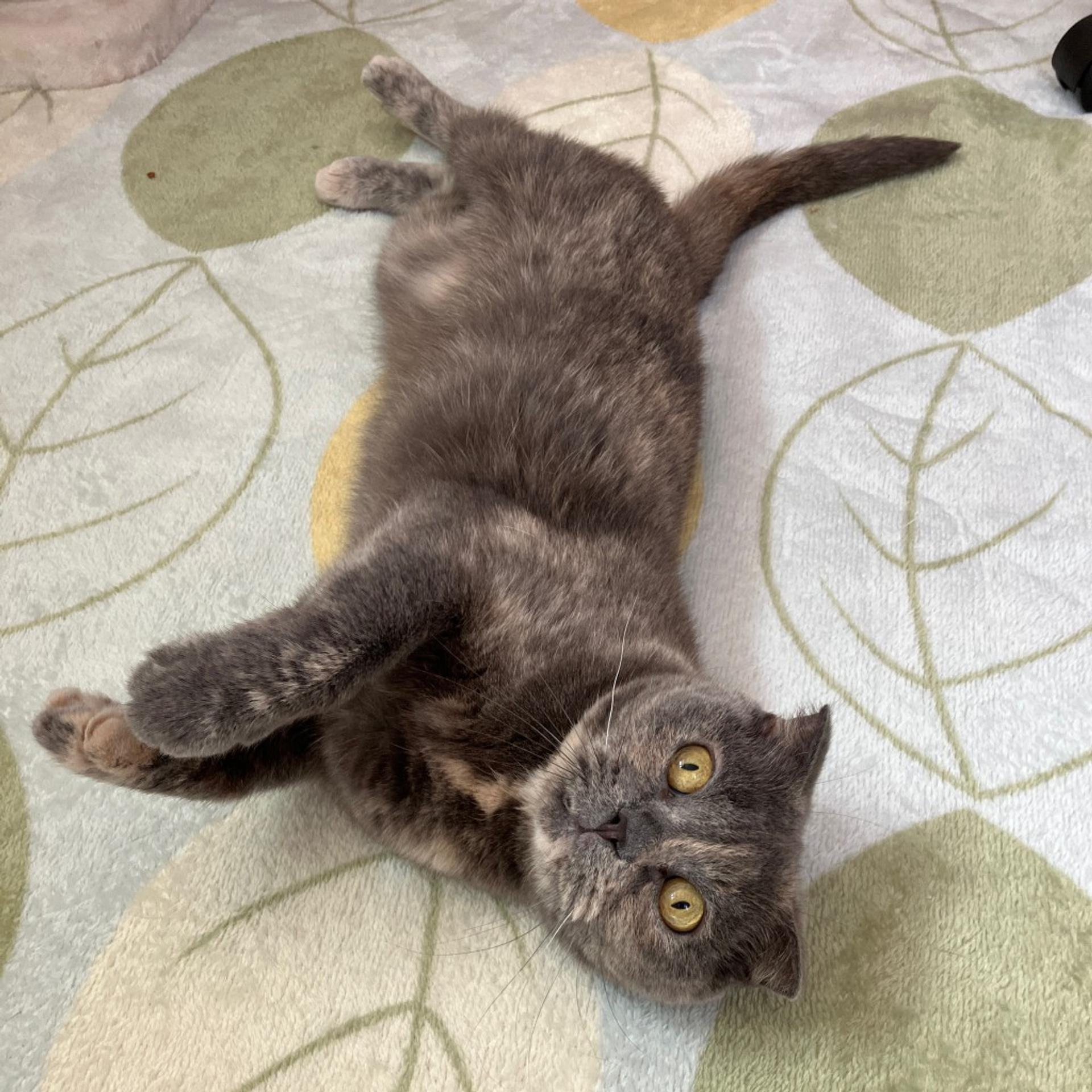 pet-image-5