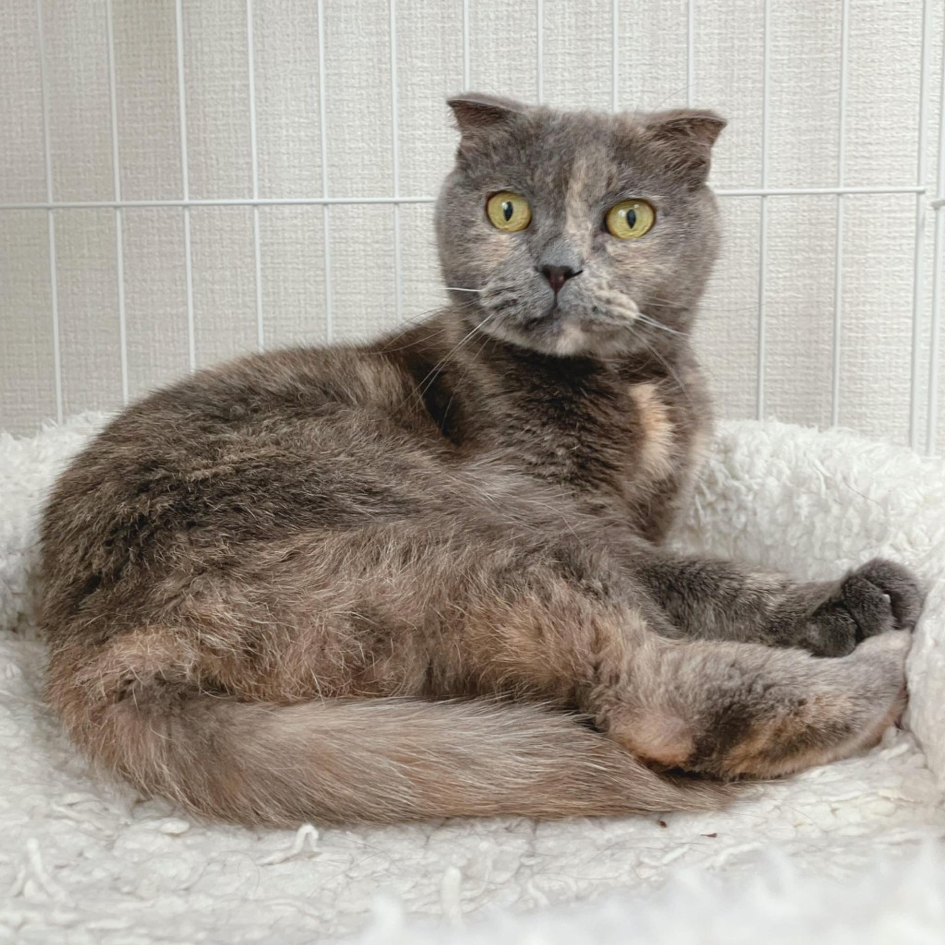 pet-image-6